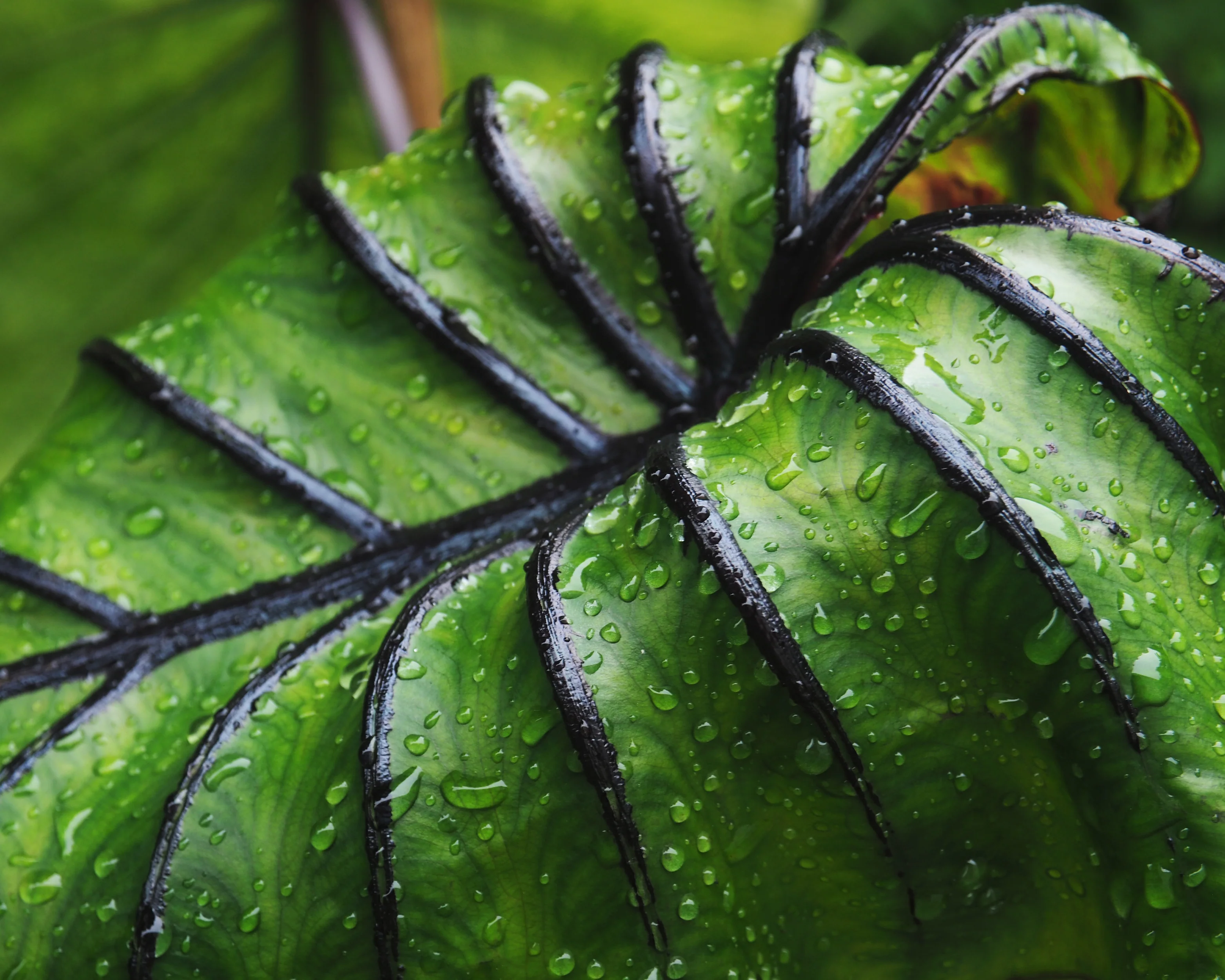Colocasia 'Pharaoh's Mask' - Image 10