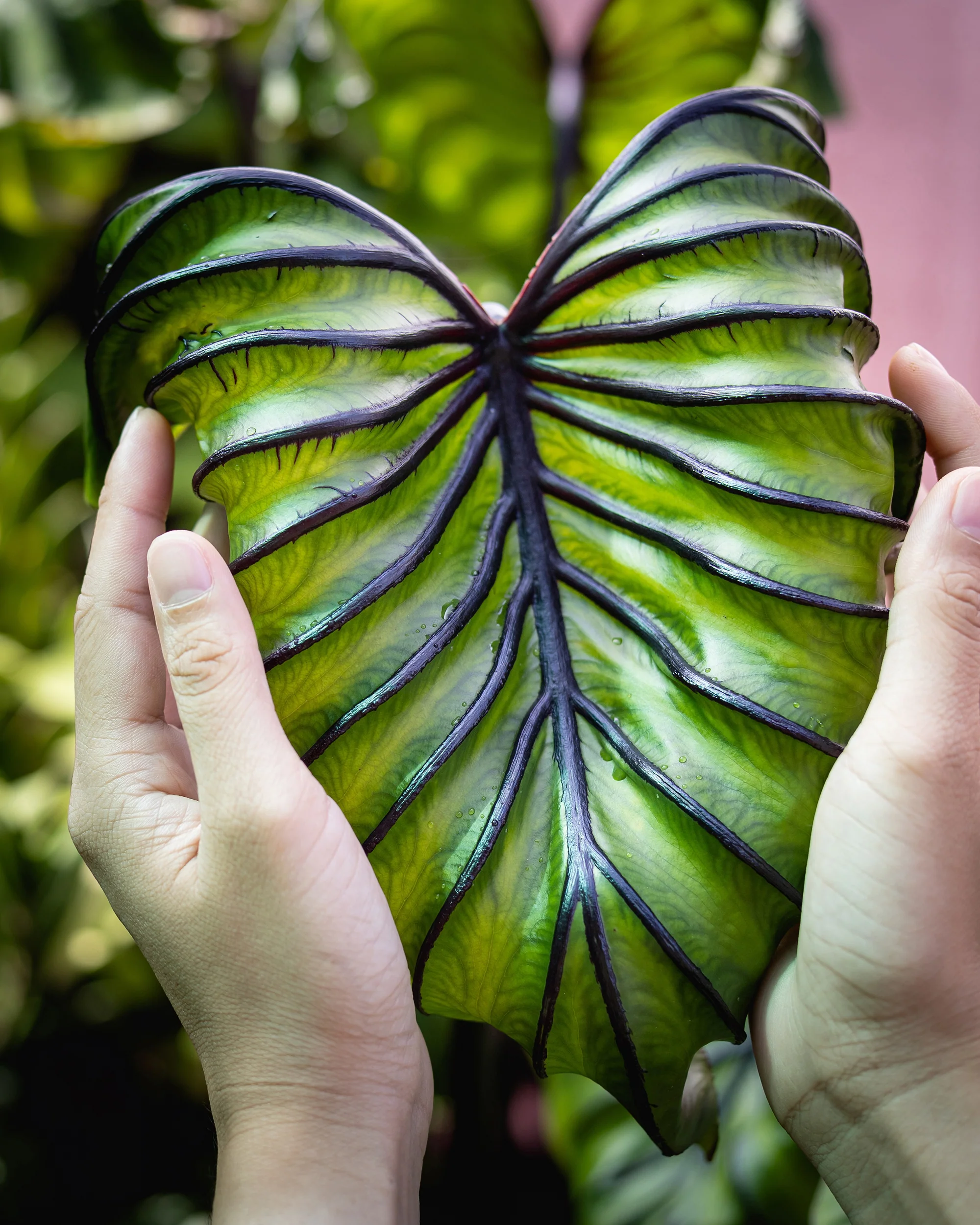 Colocasia 'Pharaoh's Mask' - Image 2
