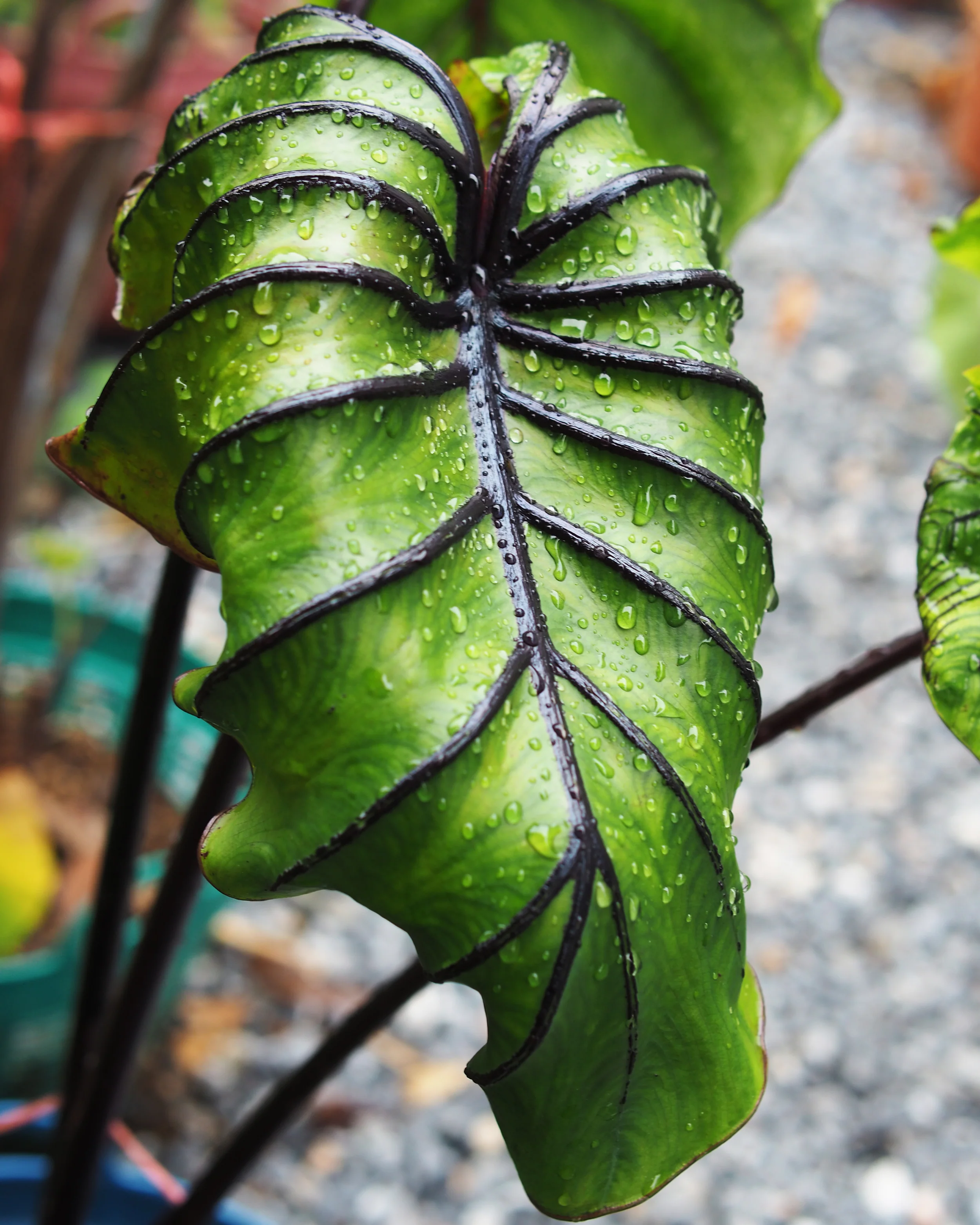 Colocasia 'Pharaoh's Mask' - Image 4