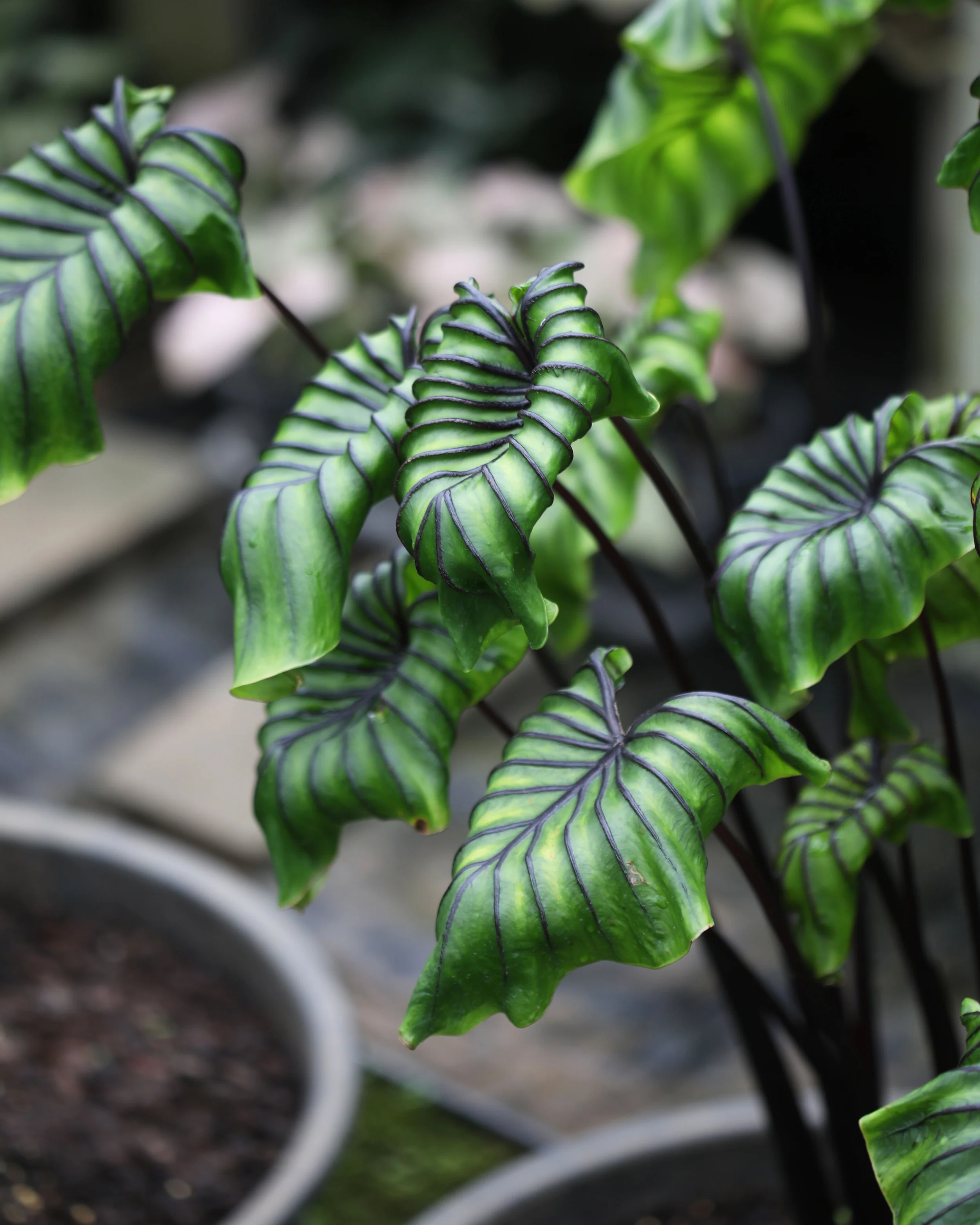 Colocasia 'Pharaoh's Mask' - Image 5