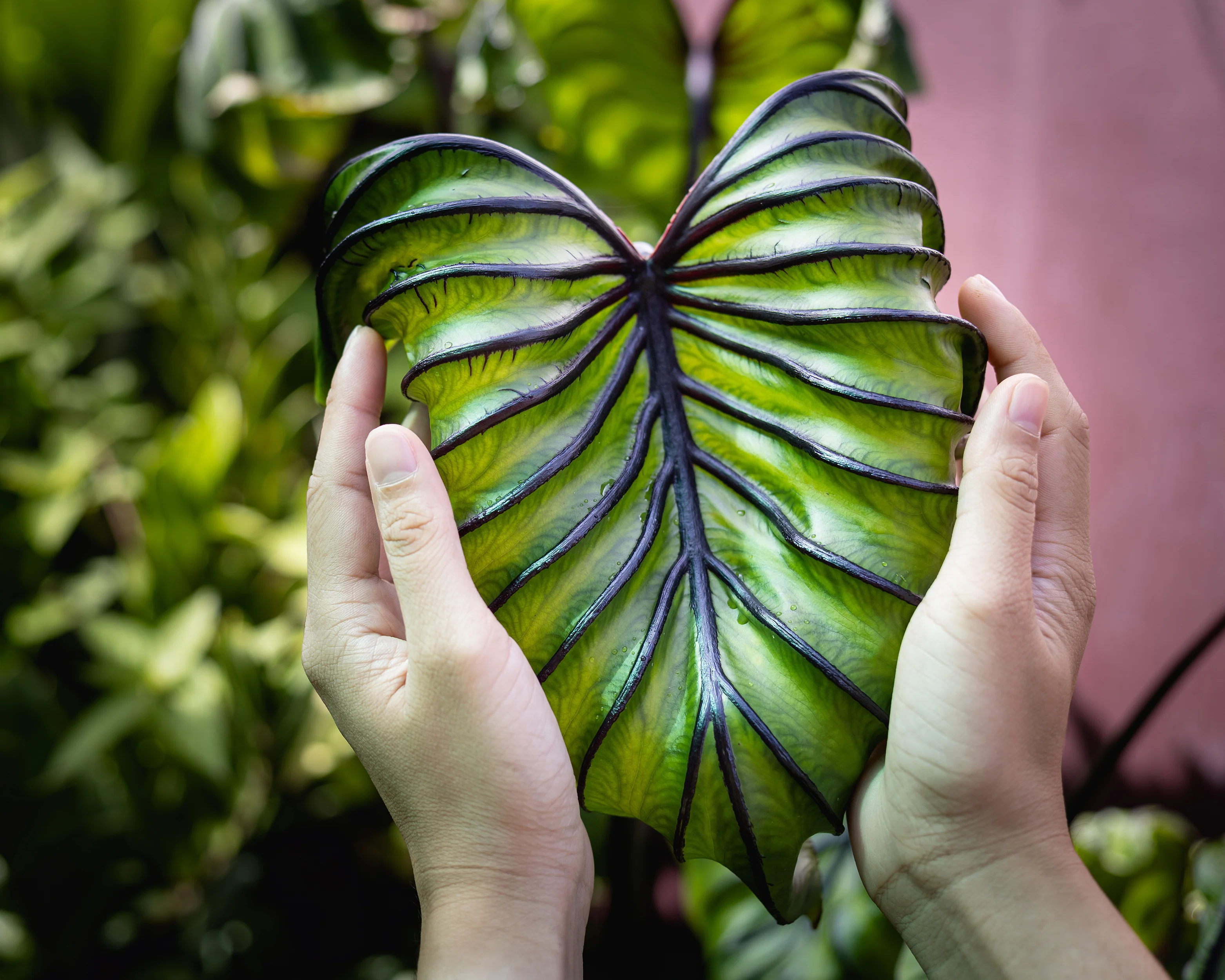 Colocasia 'Pharaoh's Mask' - Image 7