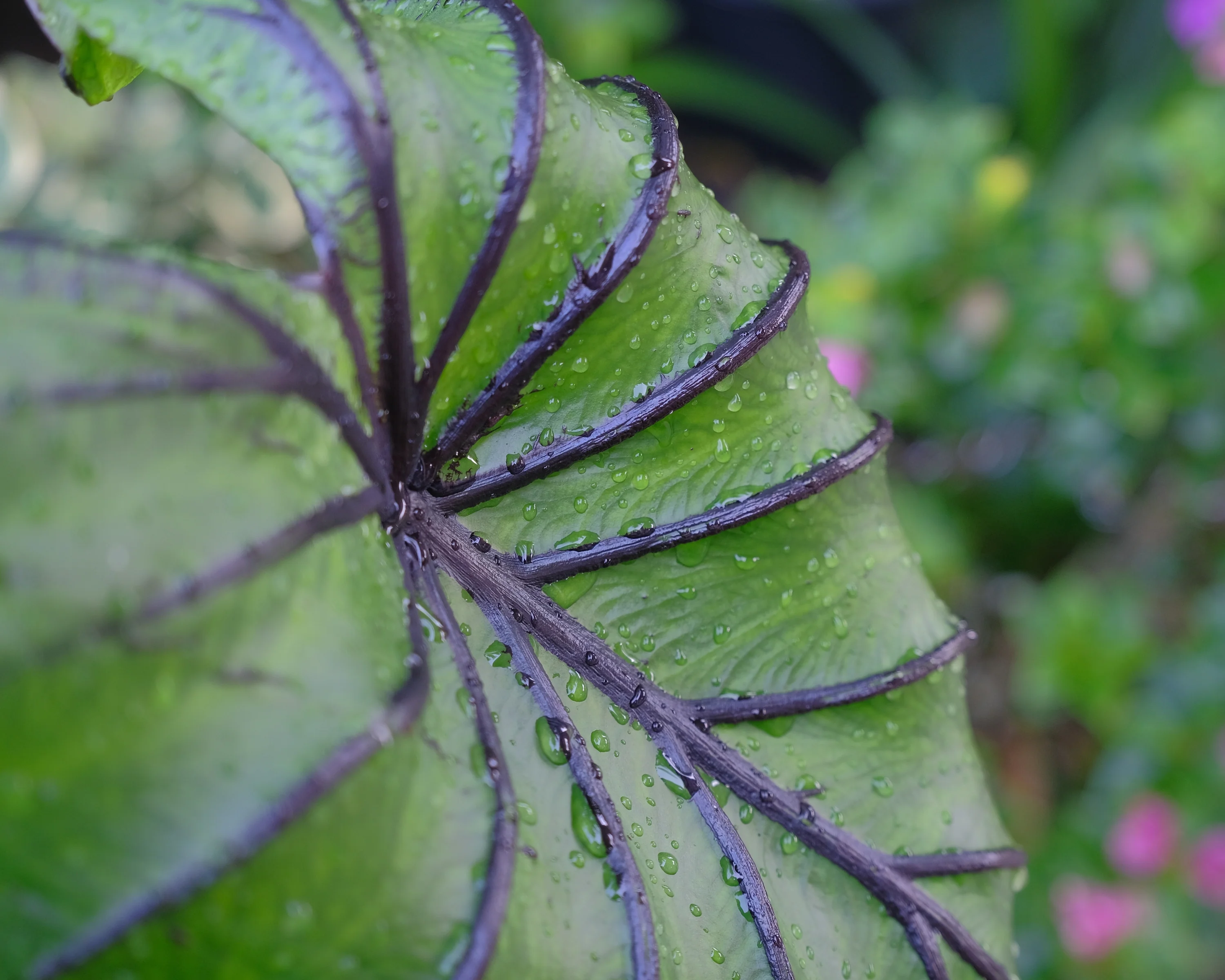 Colocasia 'Pharaoh's Mask' - Image 8