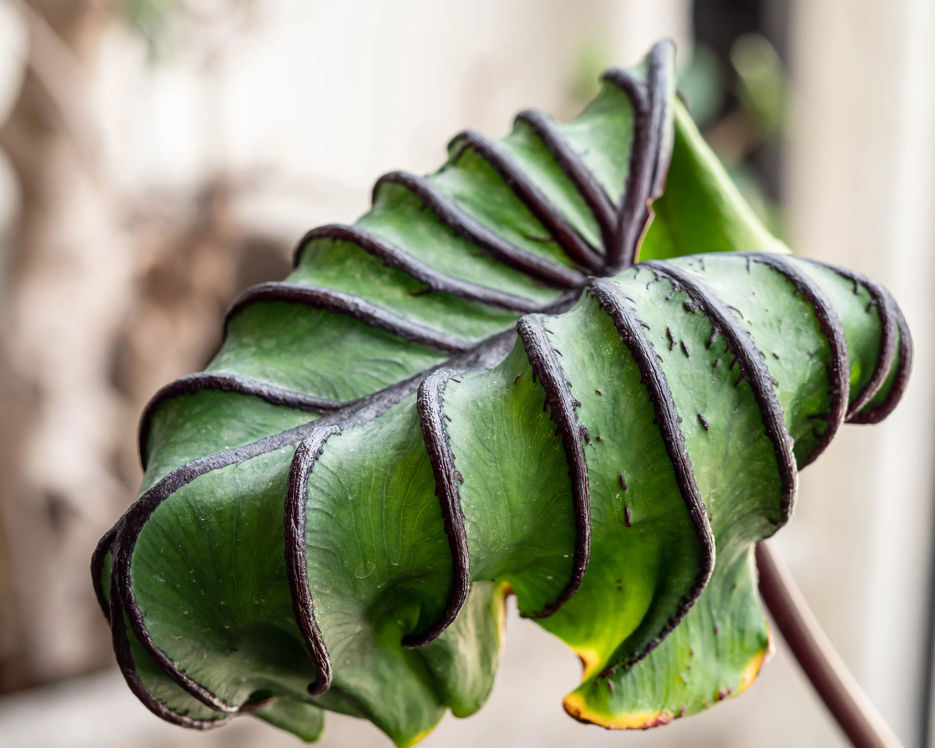 Colocasia 'Pharaoh's Mask' - Image 9