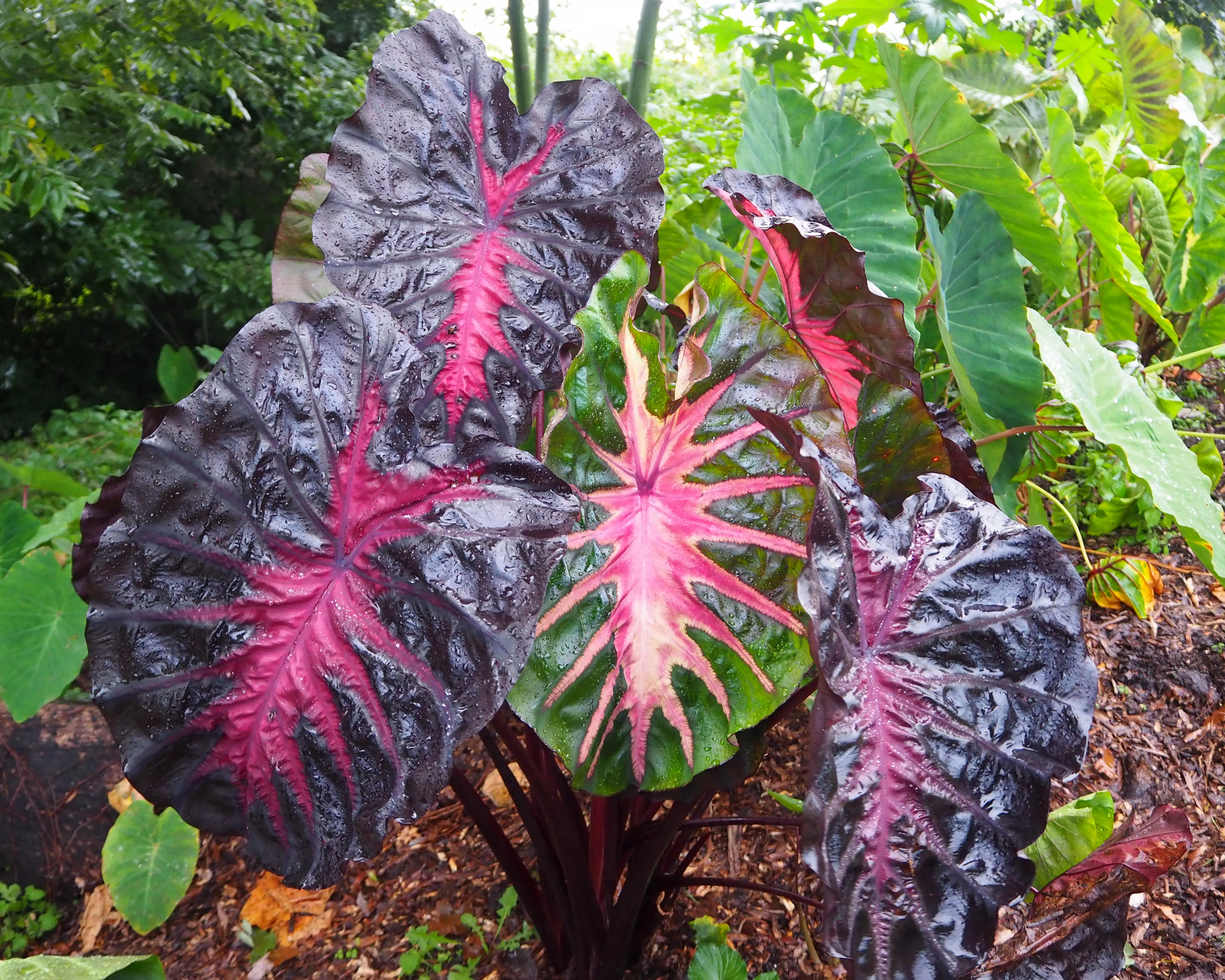 Colocasia 'Redemption' - Image 2
