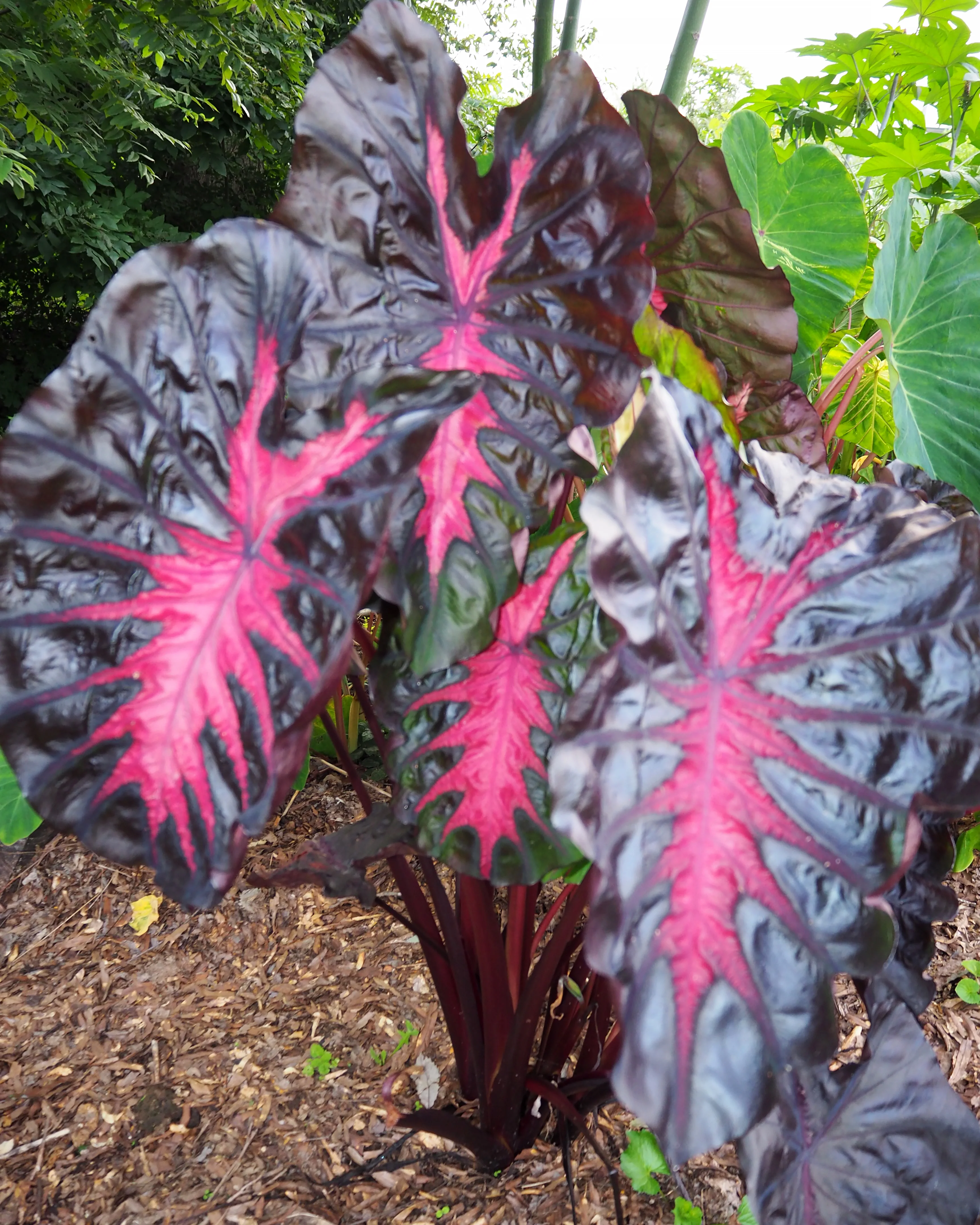 Colocasia 'Redemption' - Image 3