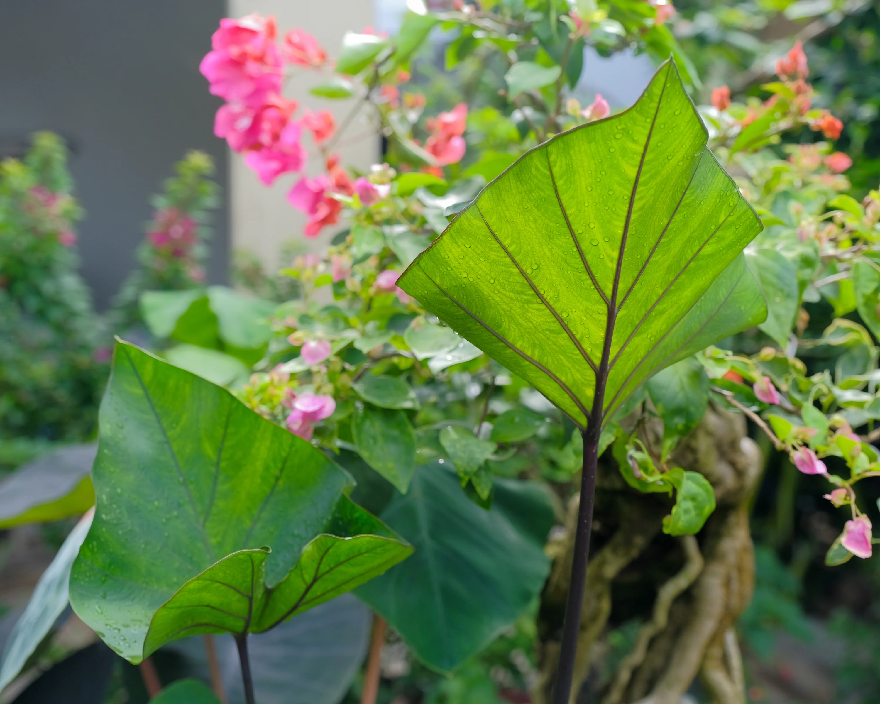 Colocasia 'Tea Cup' - Image 3