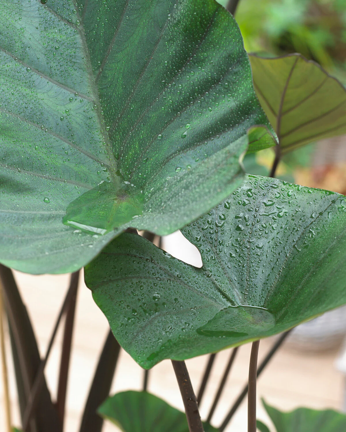 Colocasia 'Tea Cup' - Image 9