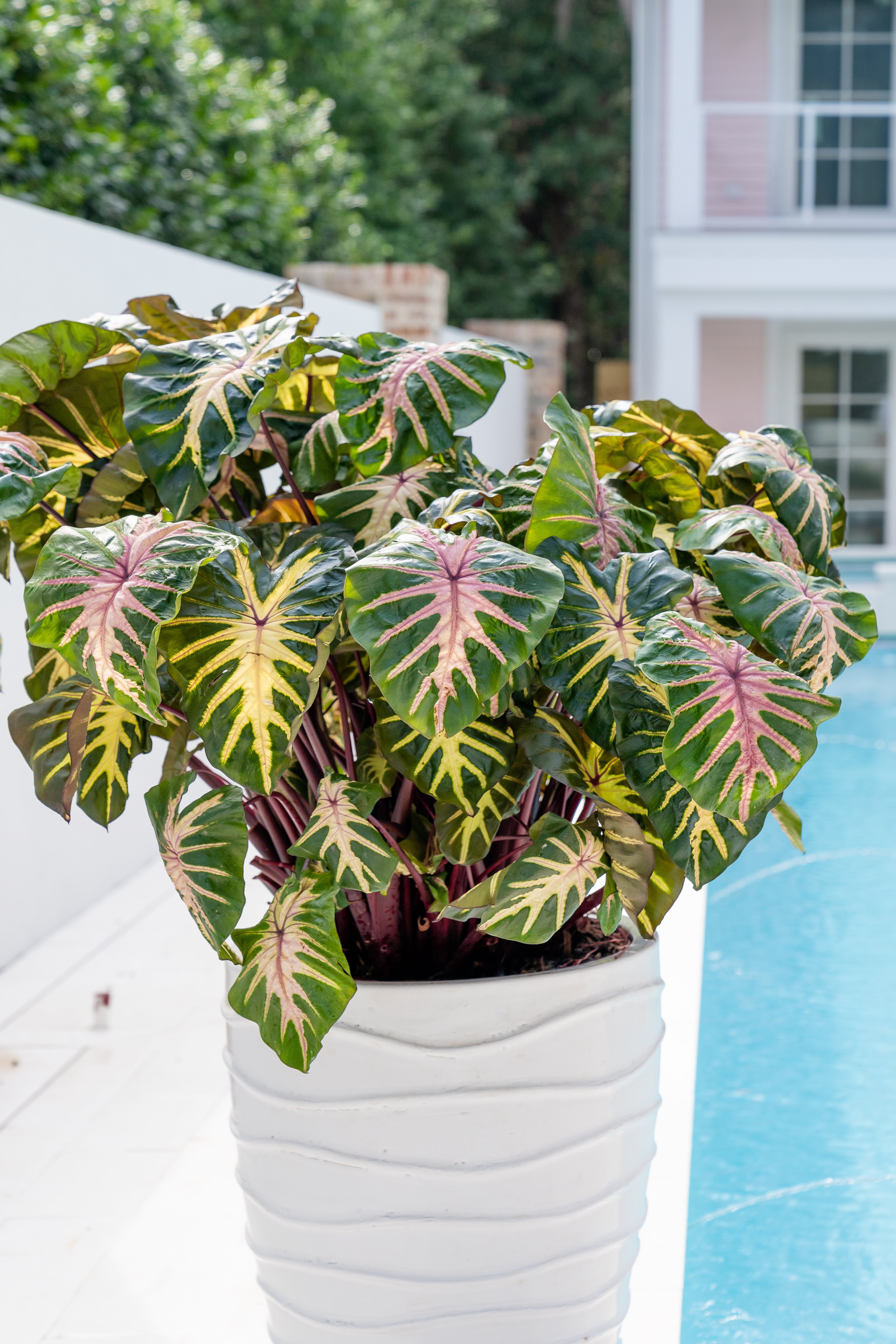 Colocasia 'Waikiki' - Image 3