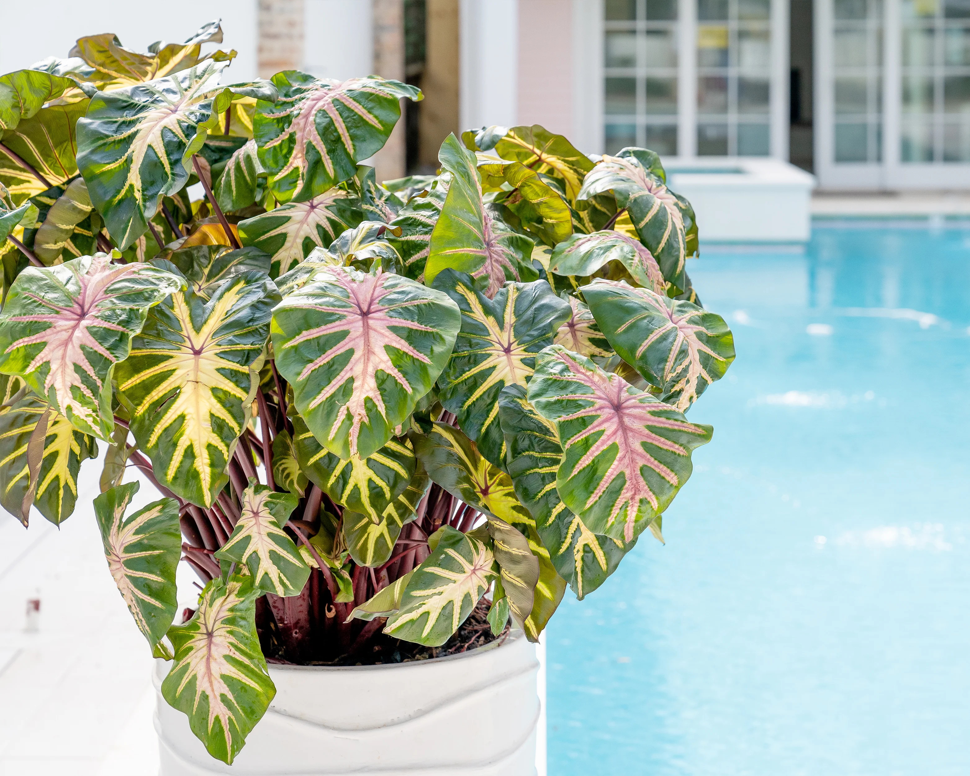 Colocasia 'Waikiki' - Image 6
