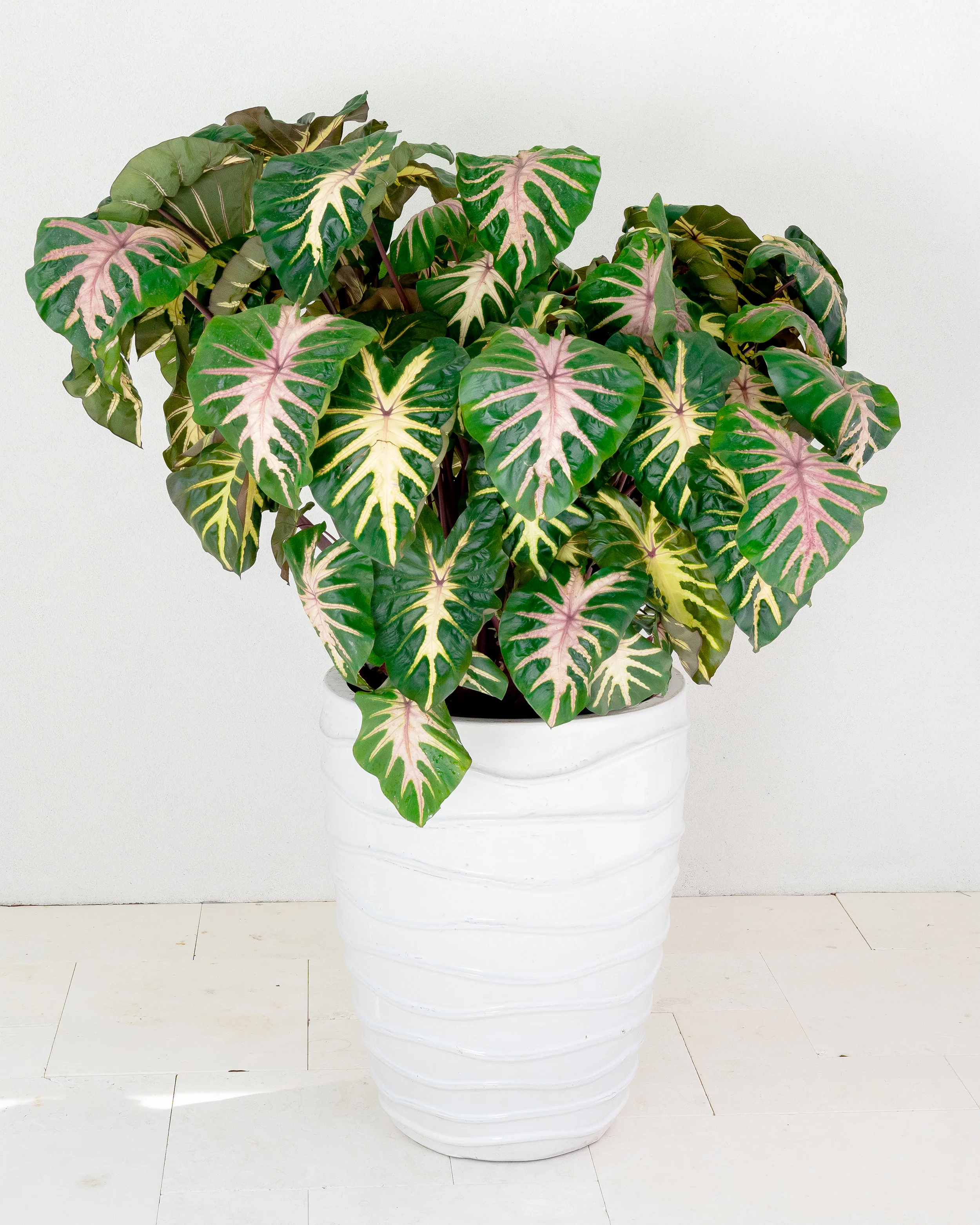 Colocasia 'Waikiki' - Image 7