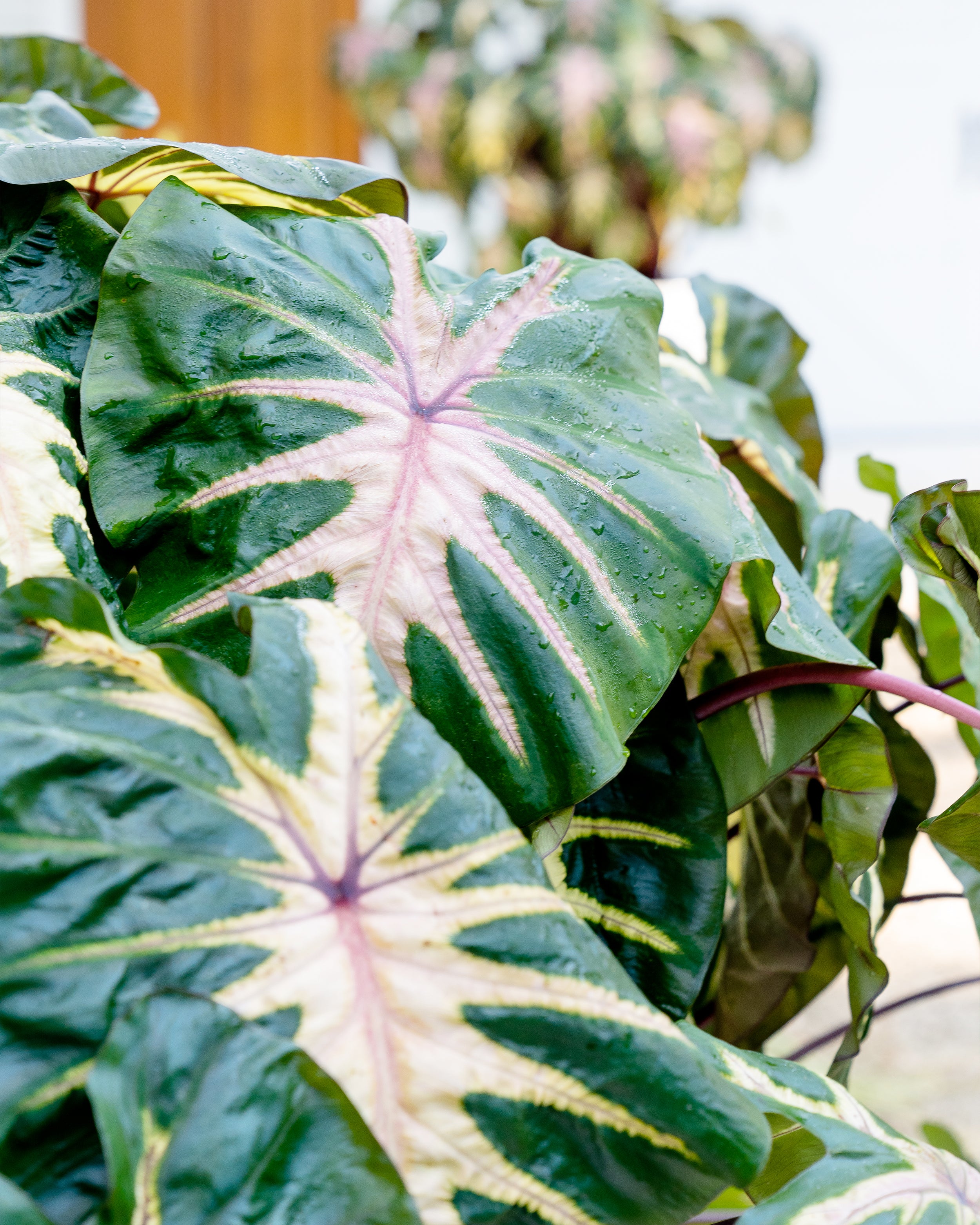Colocasia 'Waikiki' - Image 9