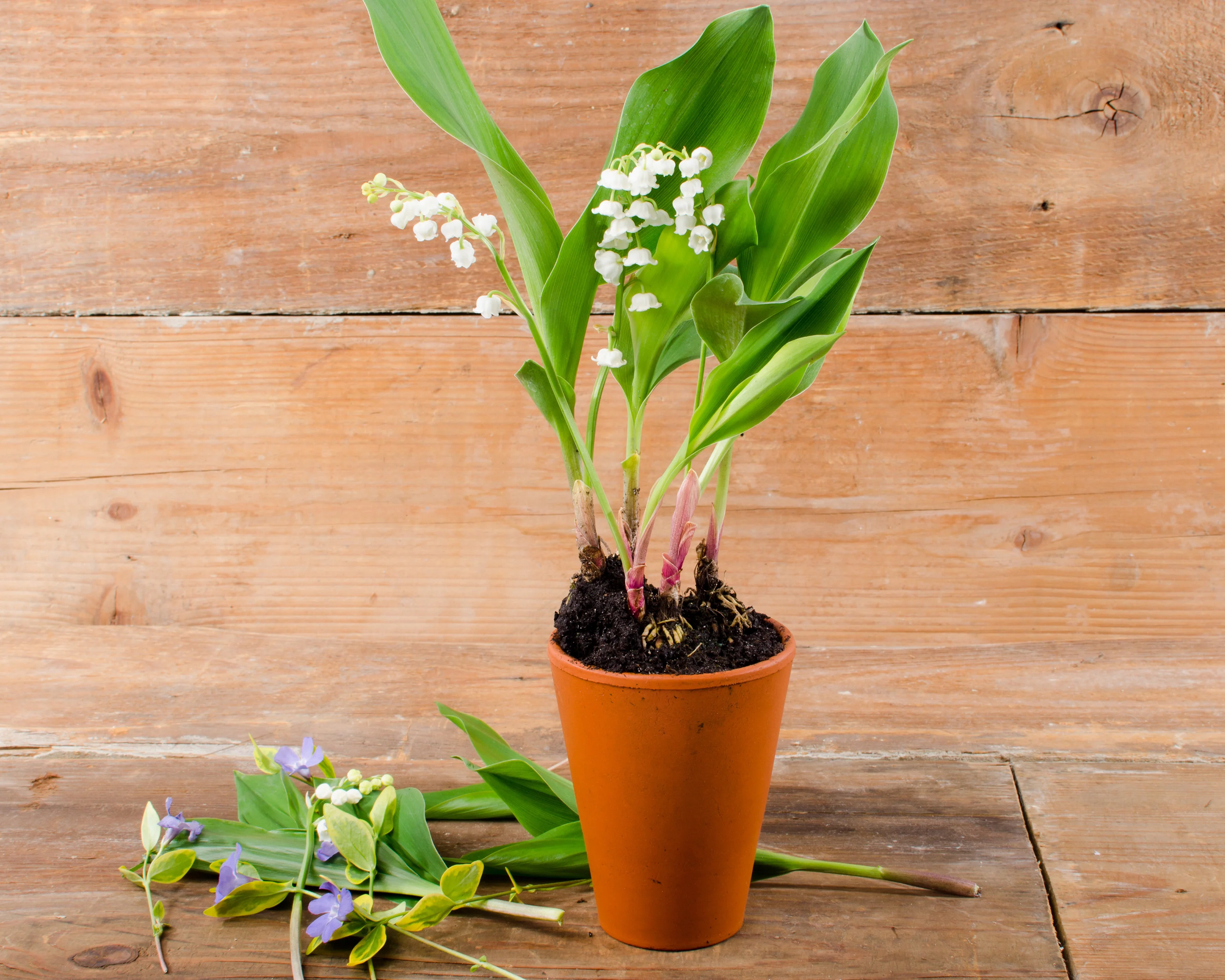 Convallaria forcing pips - Image 6