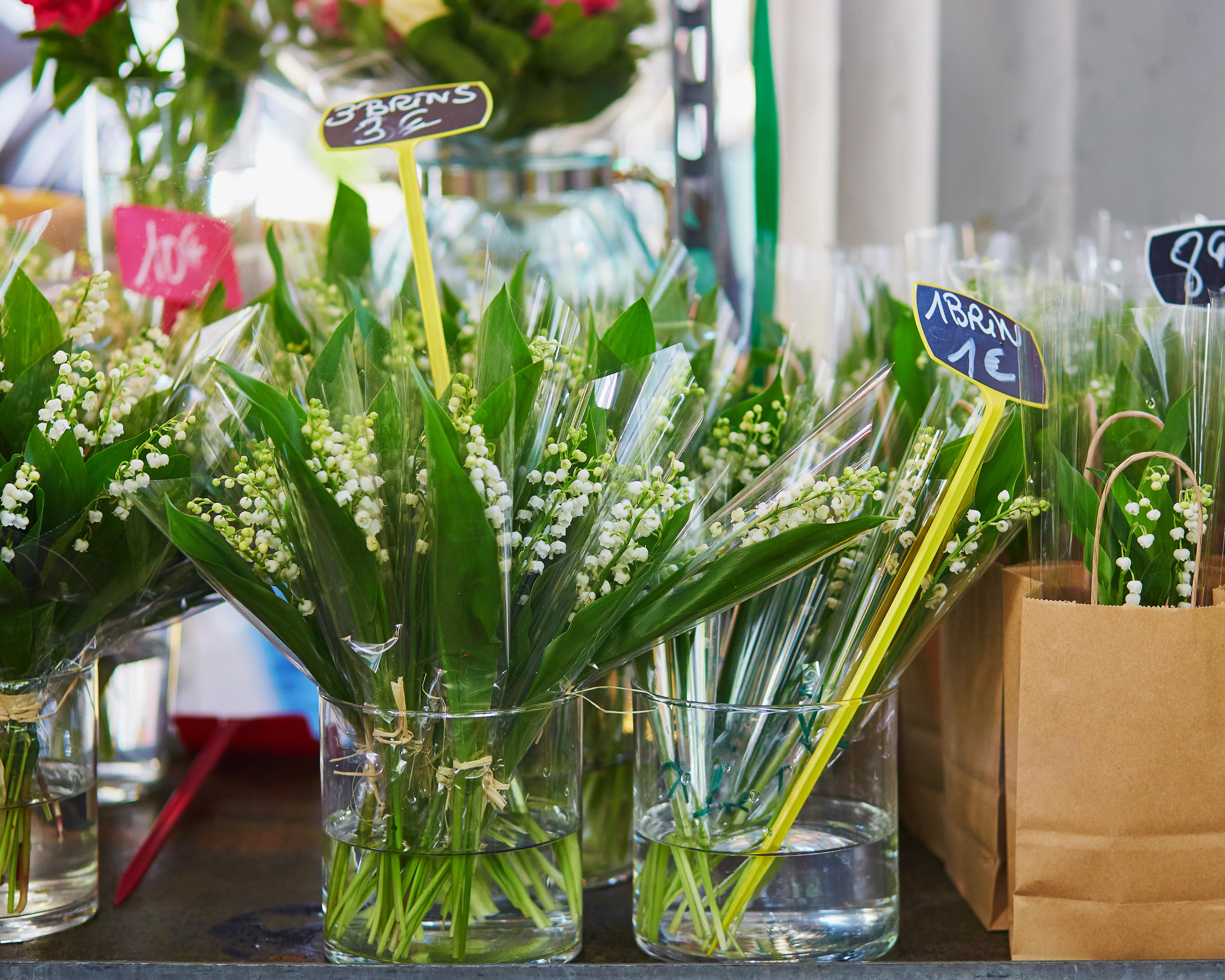Convallaria forcing pips - Image 8