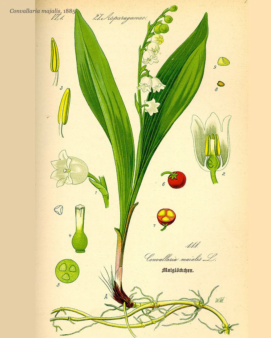 Convallaria majalis - Image 11