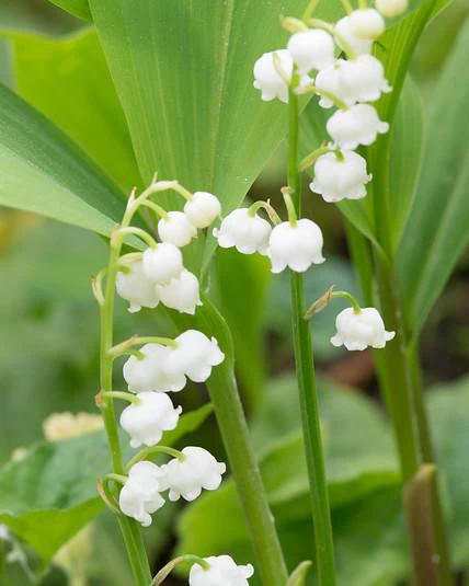 Convallaria majalis - Image 3