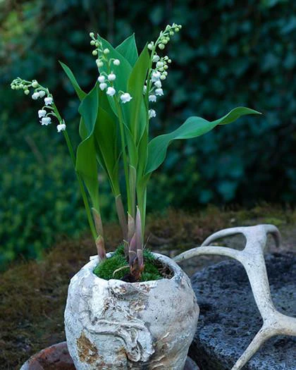Convallaria majalis - Image 4
