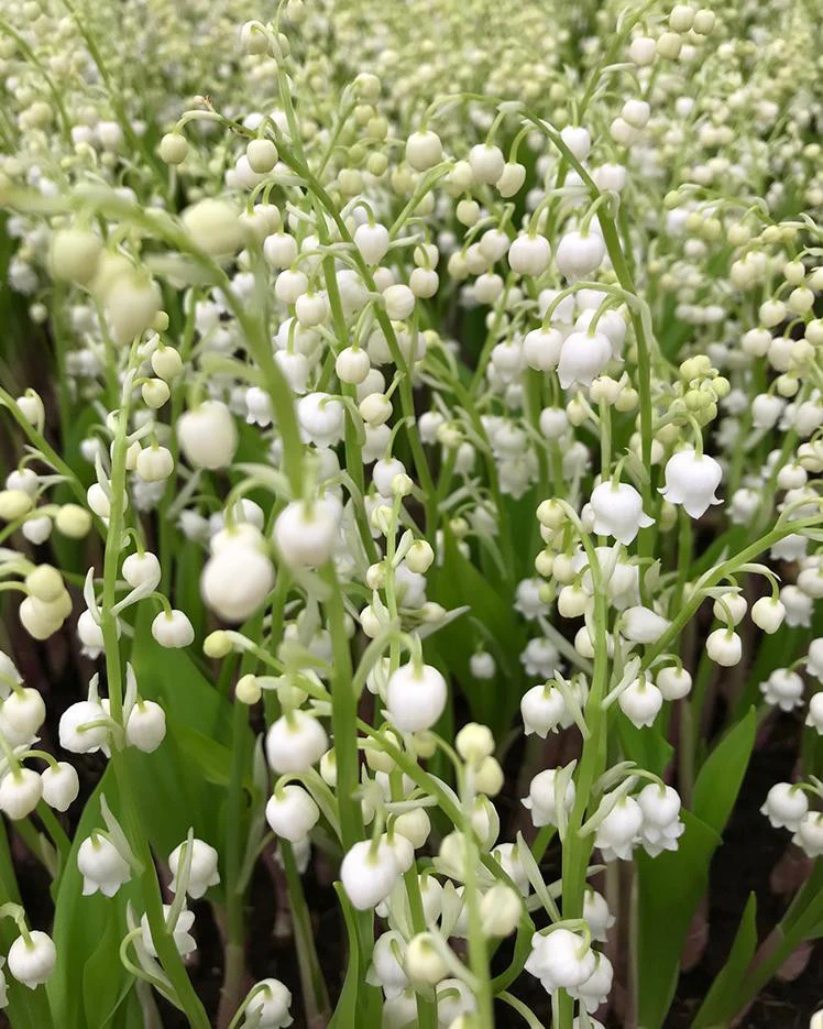 Convallaria majalis - Image 5