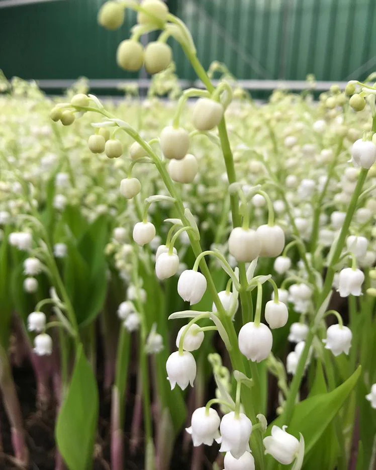 Convallaria majalis - Image 7