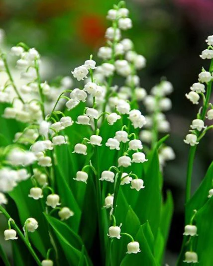 Convallaria majalis - Image 8