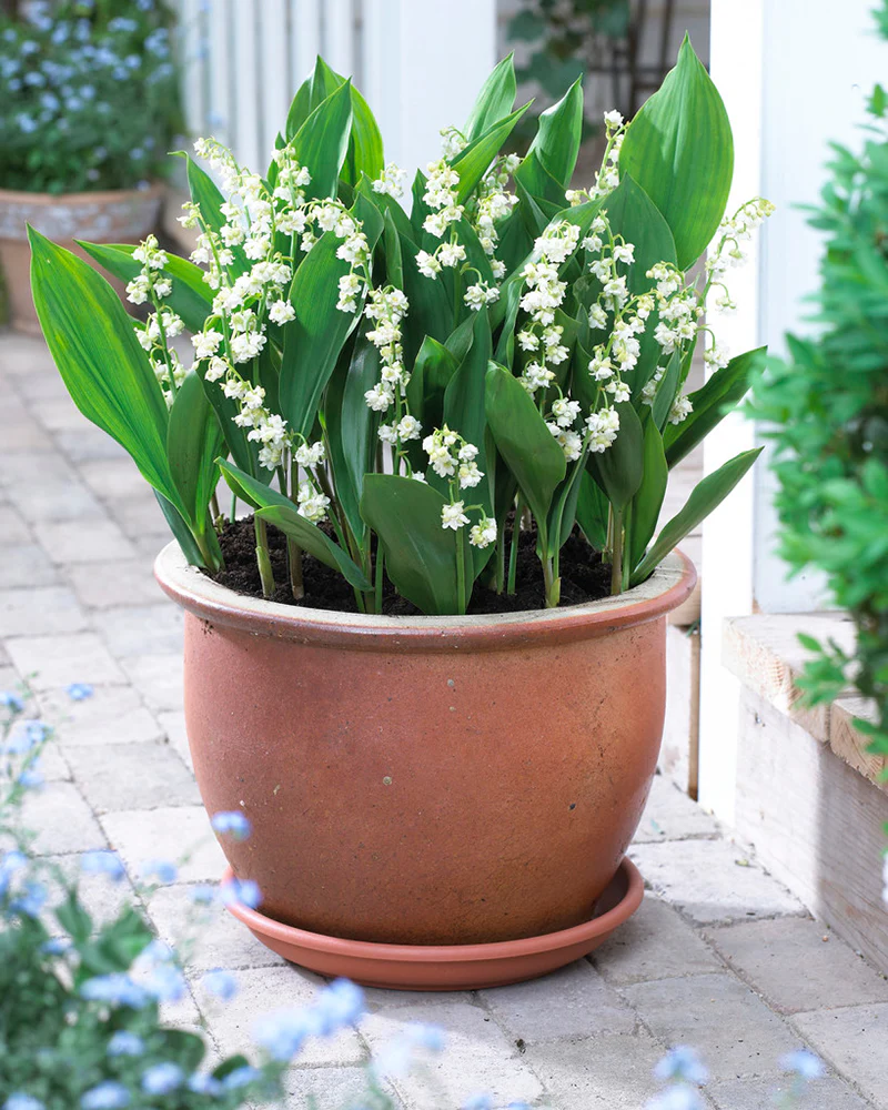 Convallaria 'Prolificans' - Image 2
