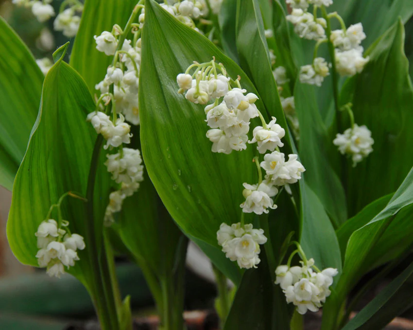 Convallaria 'Prolificans' - Image 3