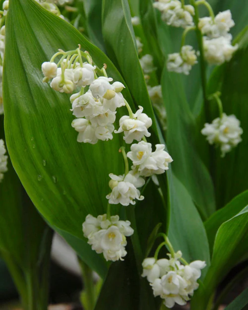 Convallaria 'Prolificans' - Image 5