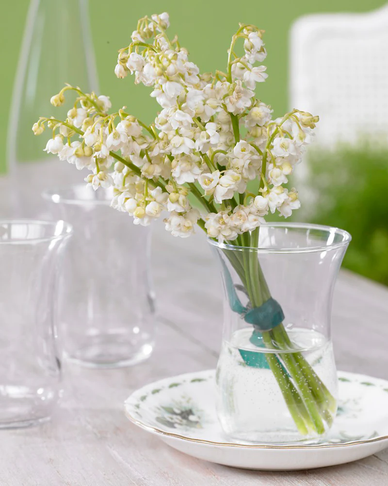 Convallaria 'Prolificans' - Image 6