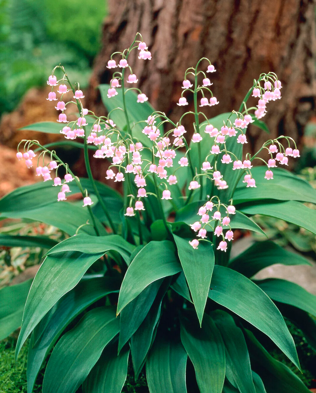 Convallaria majalis var. rosea - Image 12