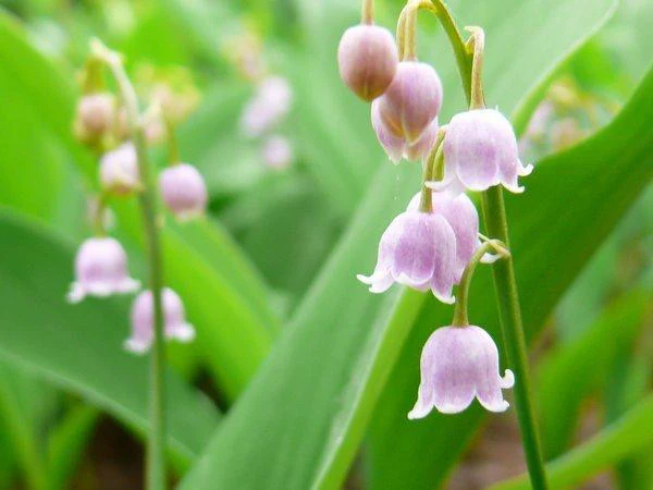 Convallaria majalis var. rosea - Image 4