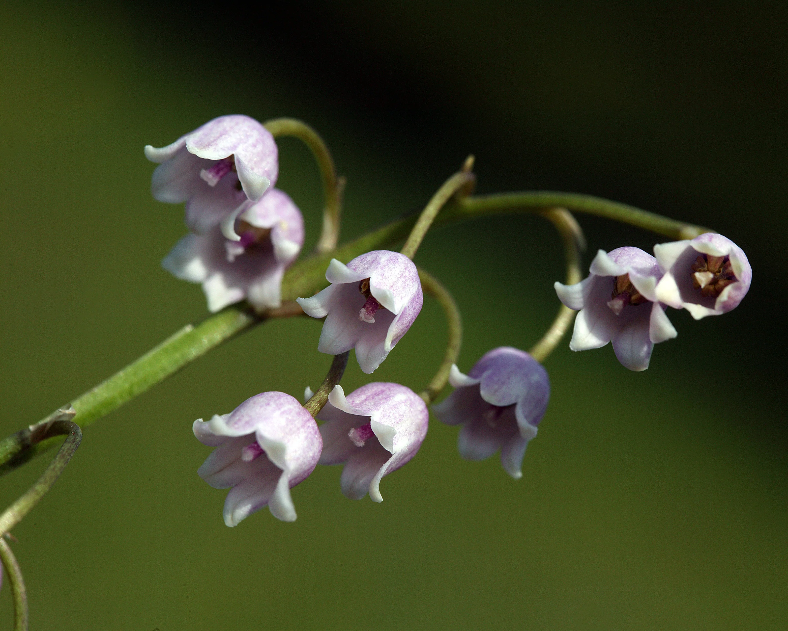 Convallaria majalis var. rosea - Image 9