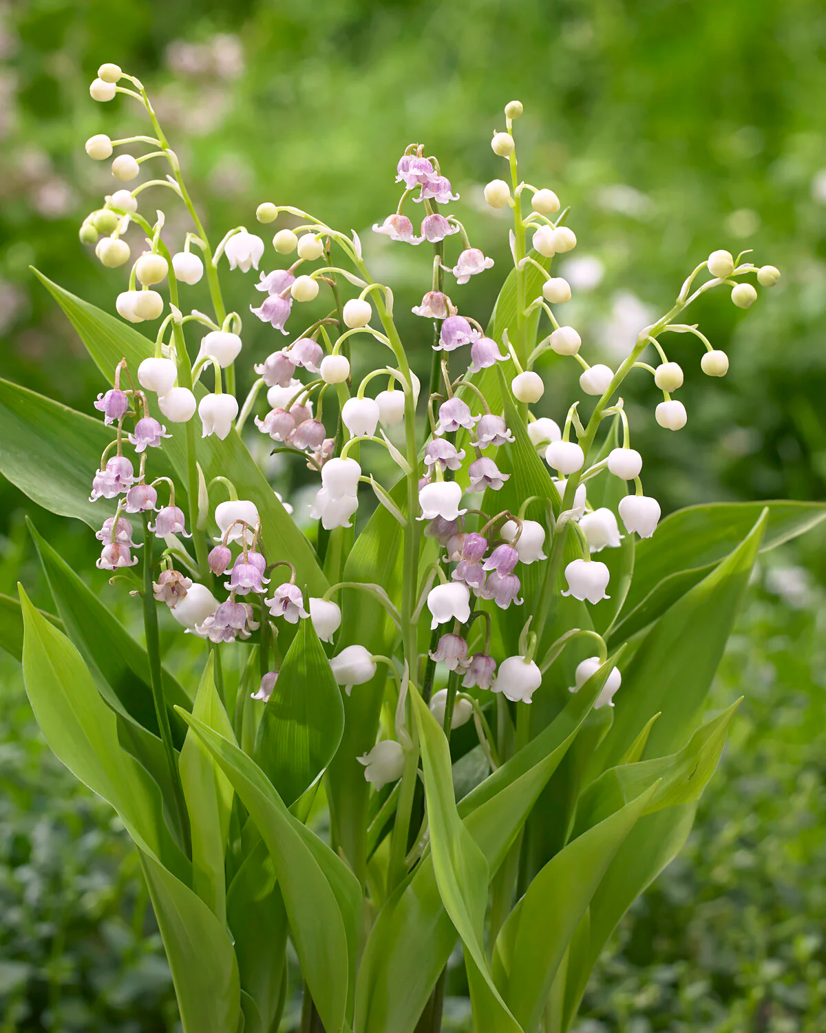 Convallaria 'Vivid Valleys' - Image 5
