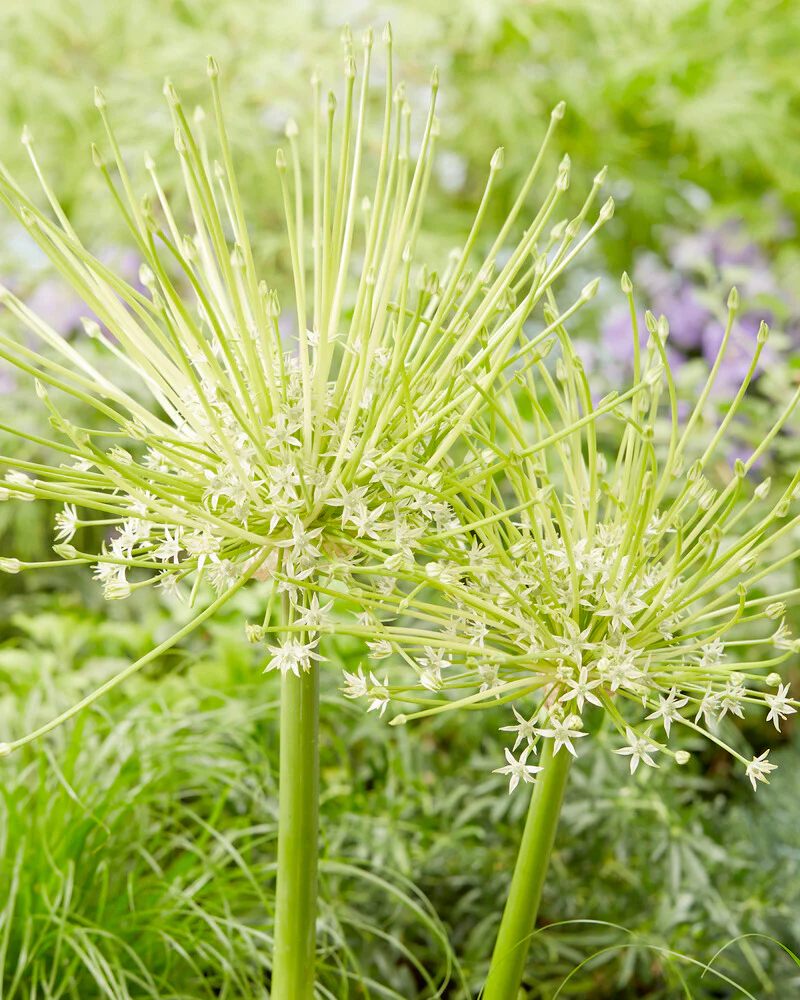Allium 'Arctic Snow' - Image 3