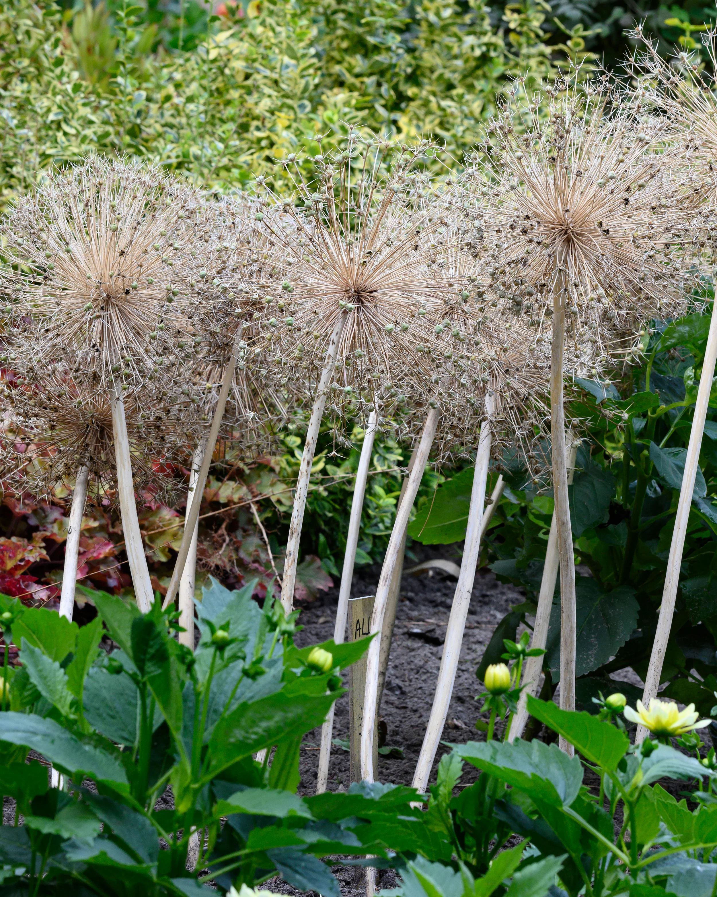 Allium 'Arctic Snow' - Image 8