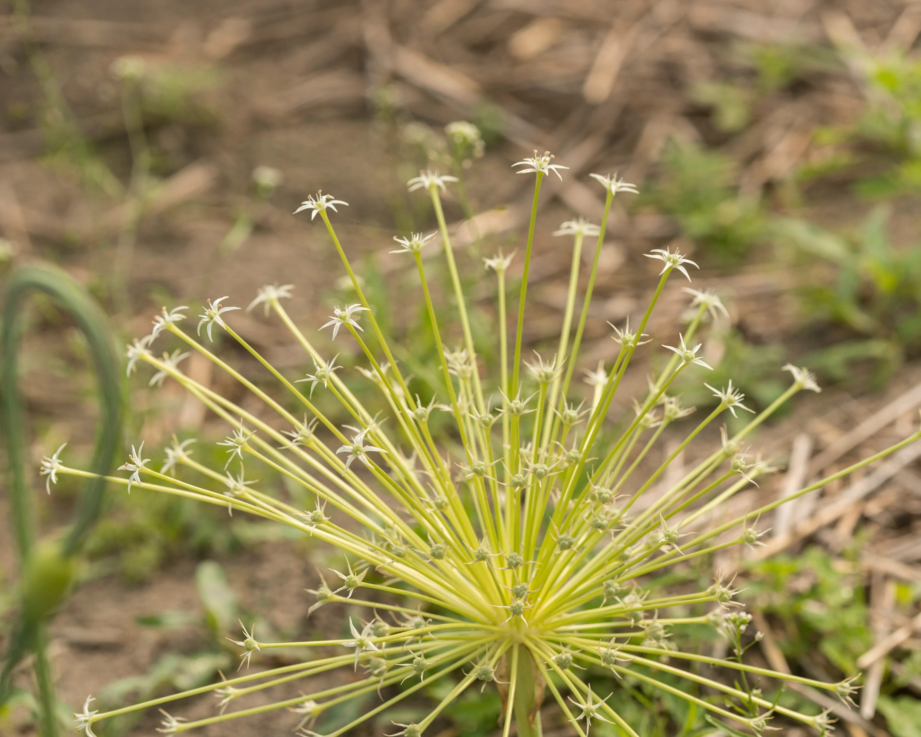 Allium 'Arctic Snow' - Image 9