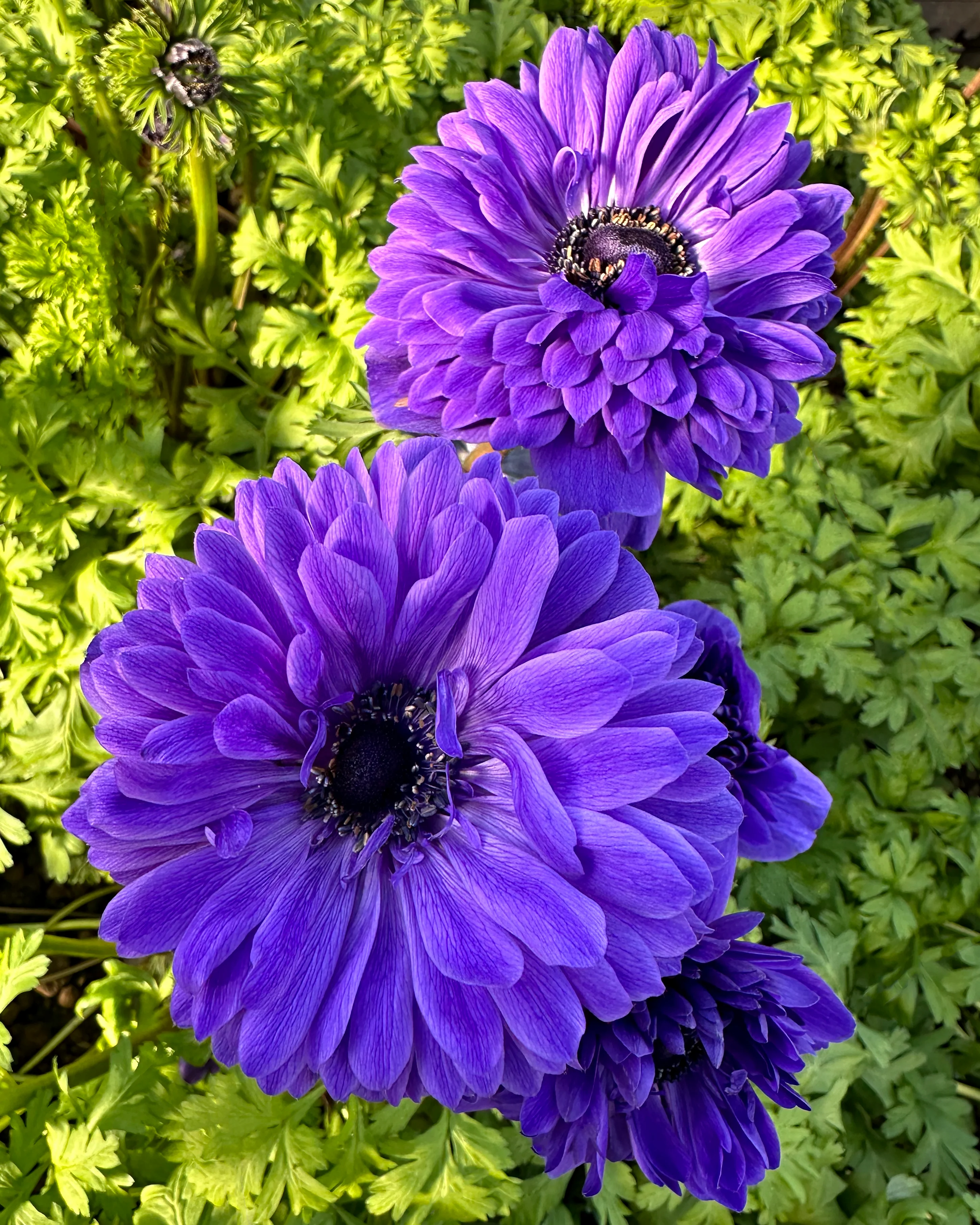 Anemone 'Levante® Blu' - Image 2