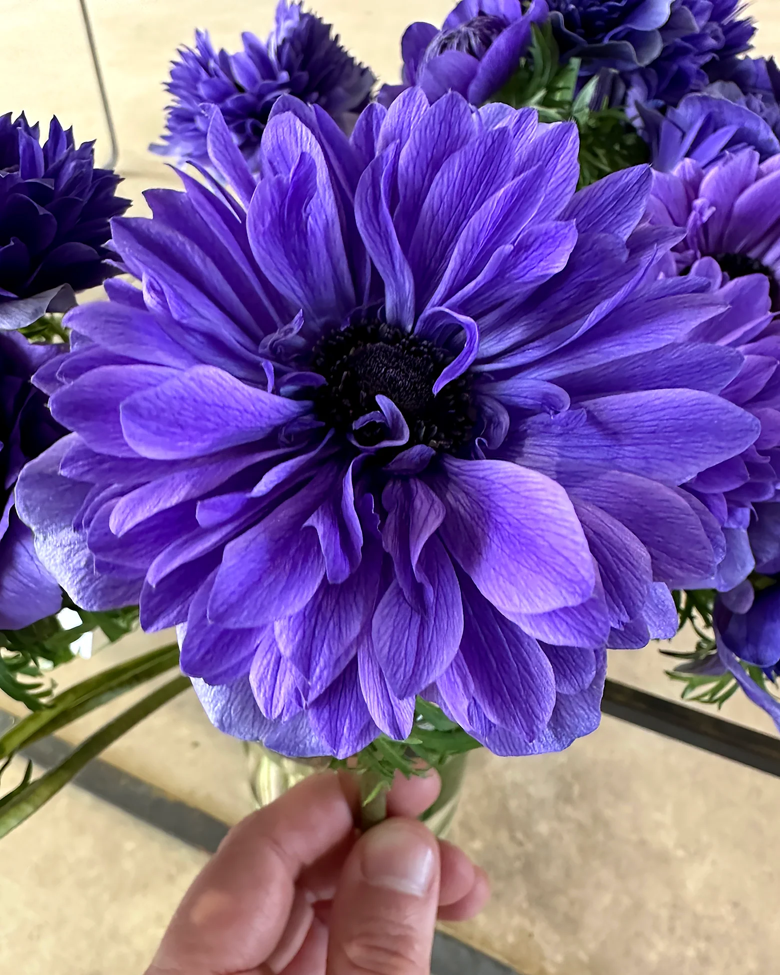 Anemone 'Levante® Blu' - Image 3