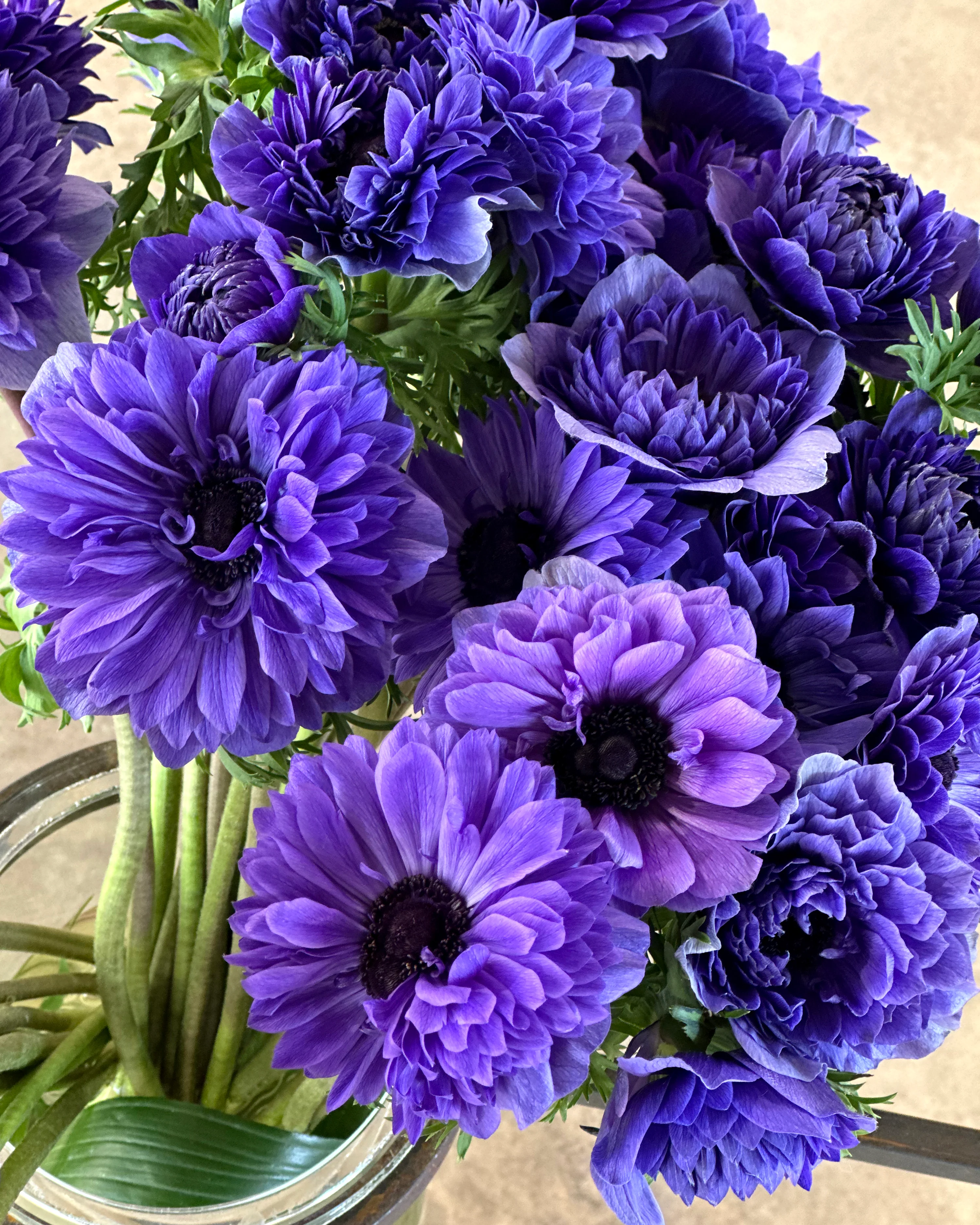 Anemone 'Levante® Blu' - Image 4