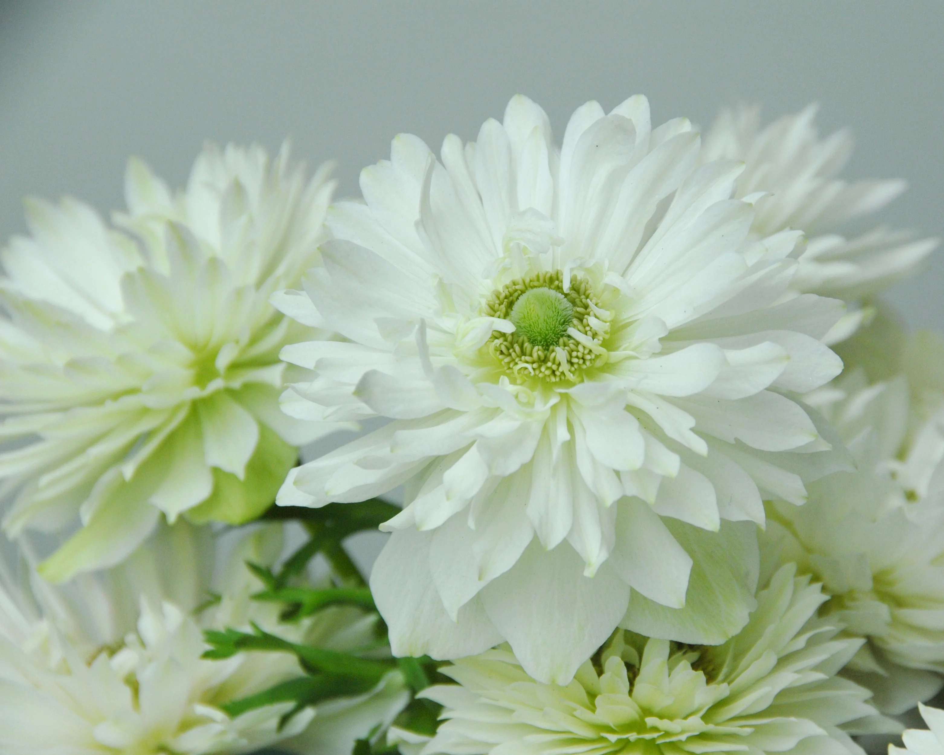 Anemone 'Mount Everest' - Image 2