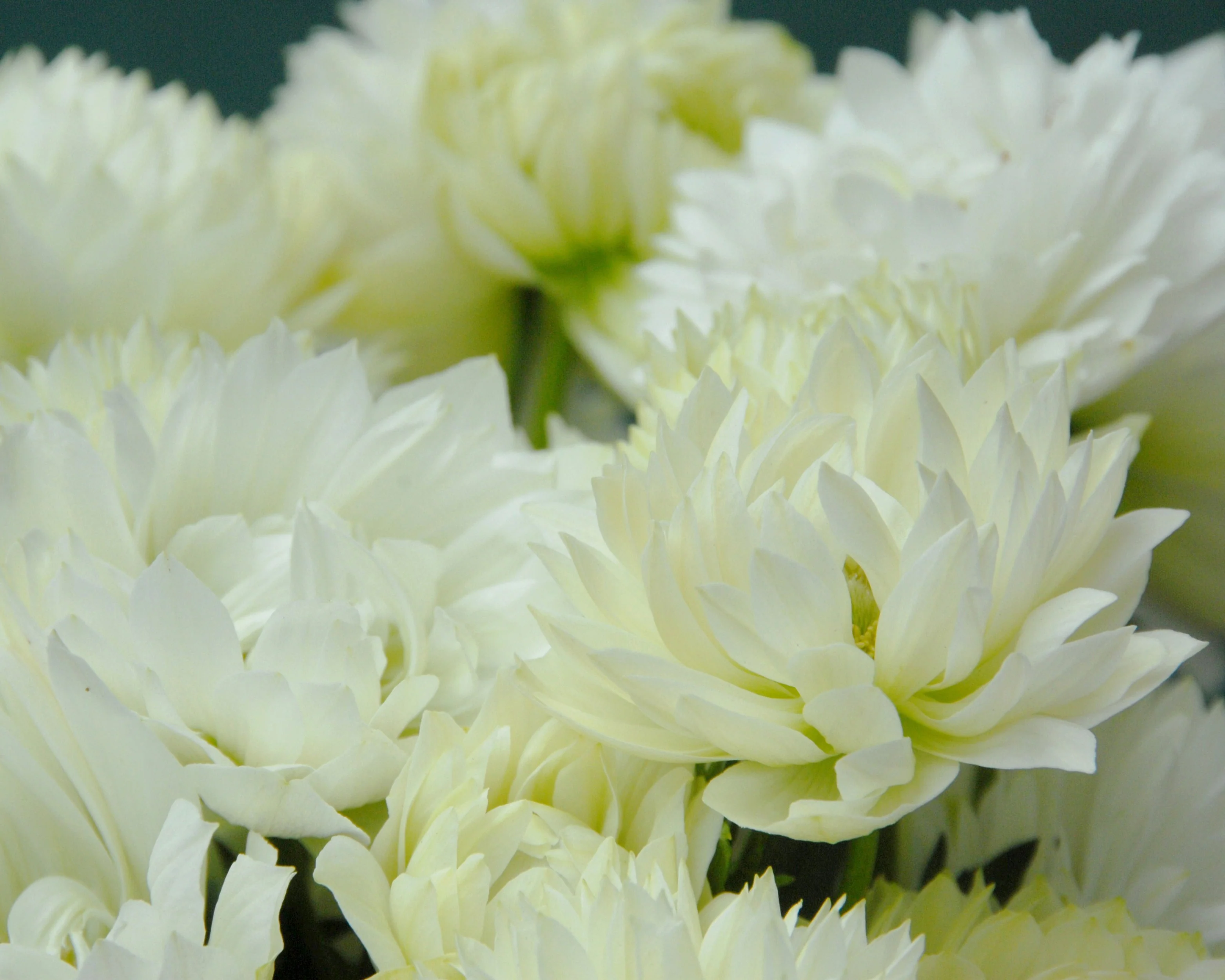 Anemone 'Mount Everest' - Image 5