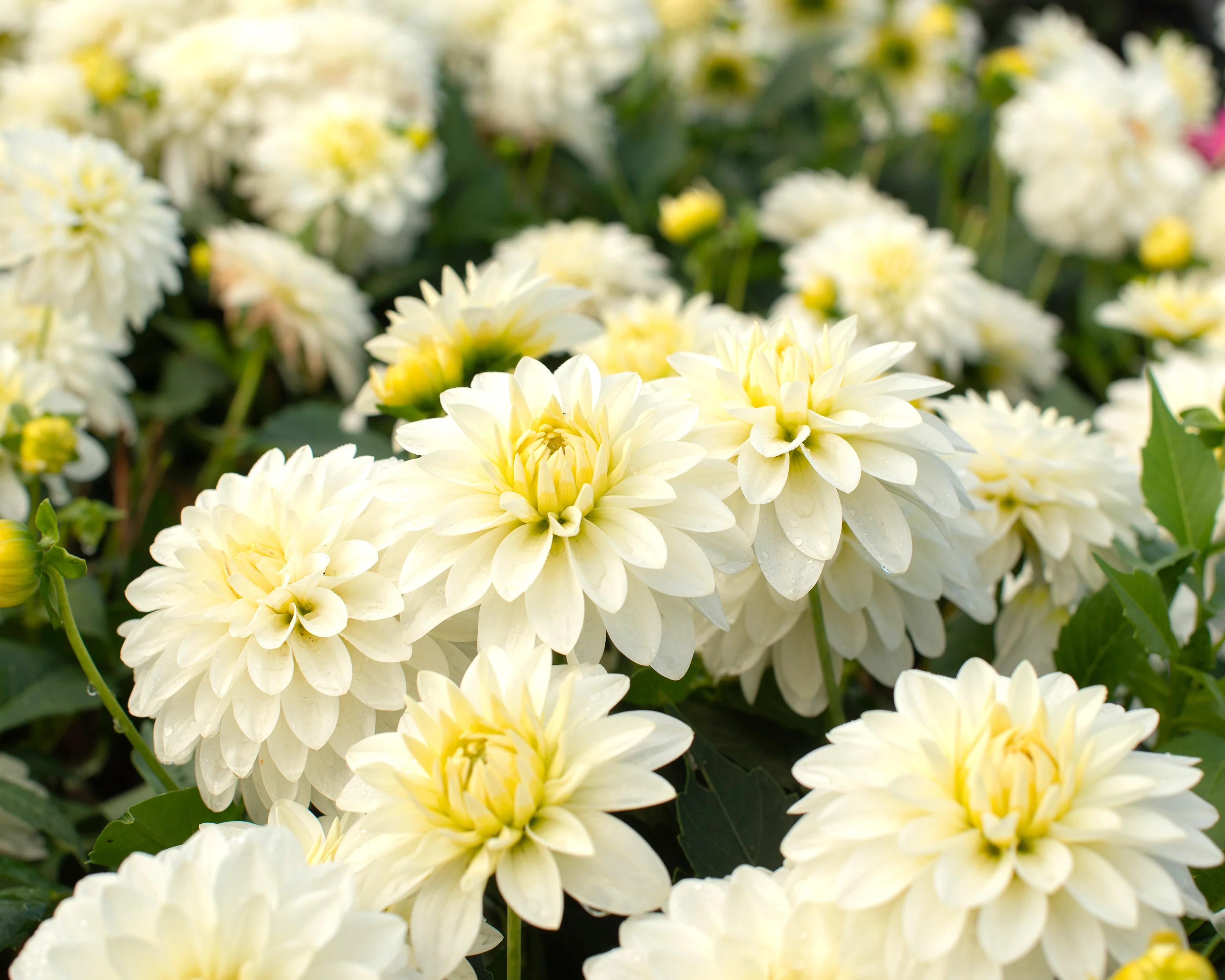 Dahlia 'Art Fair' - Image 3
