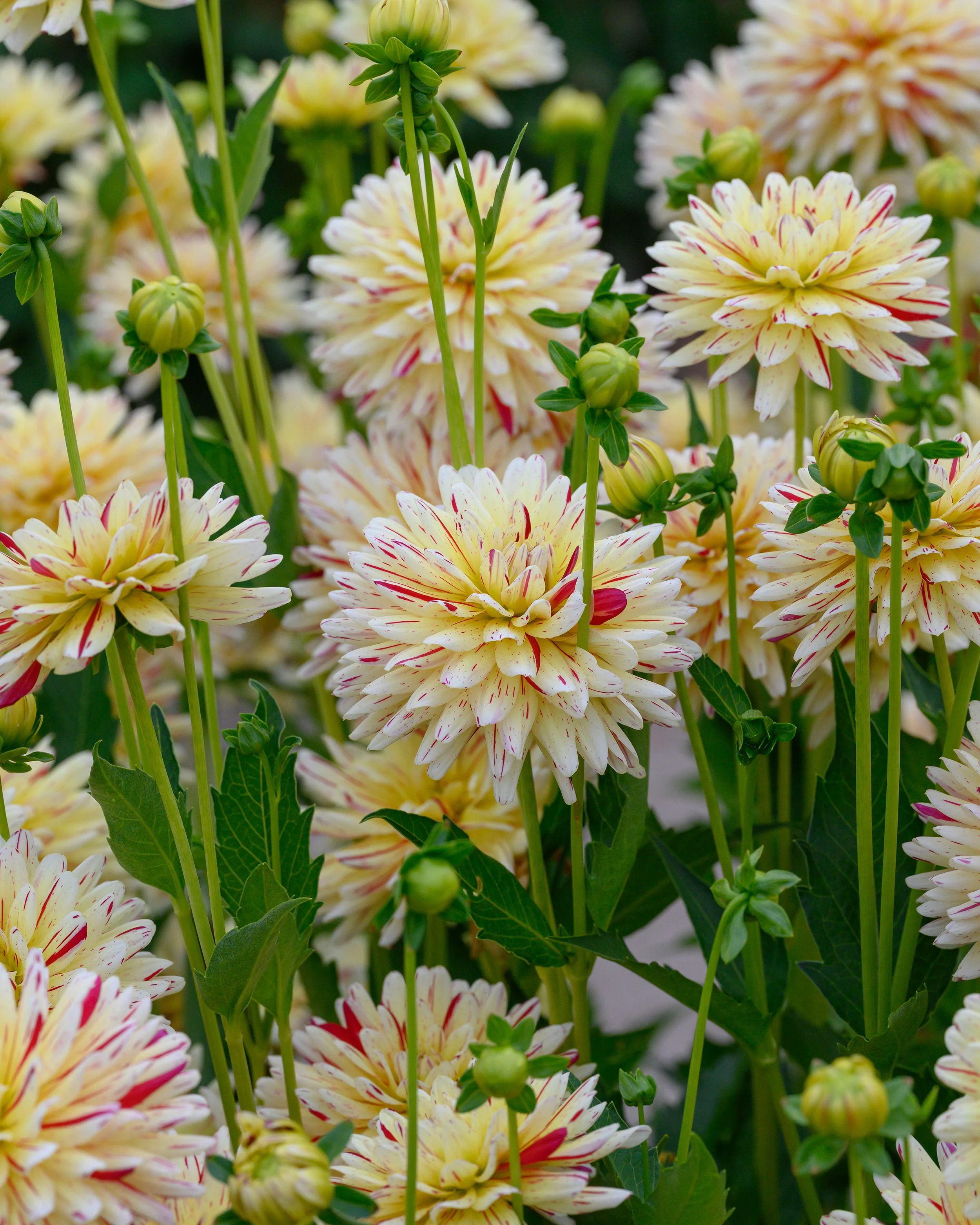 Dahlia 'Crème Silence' - Image 2