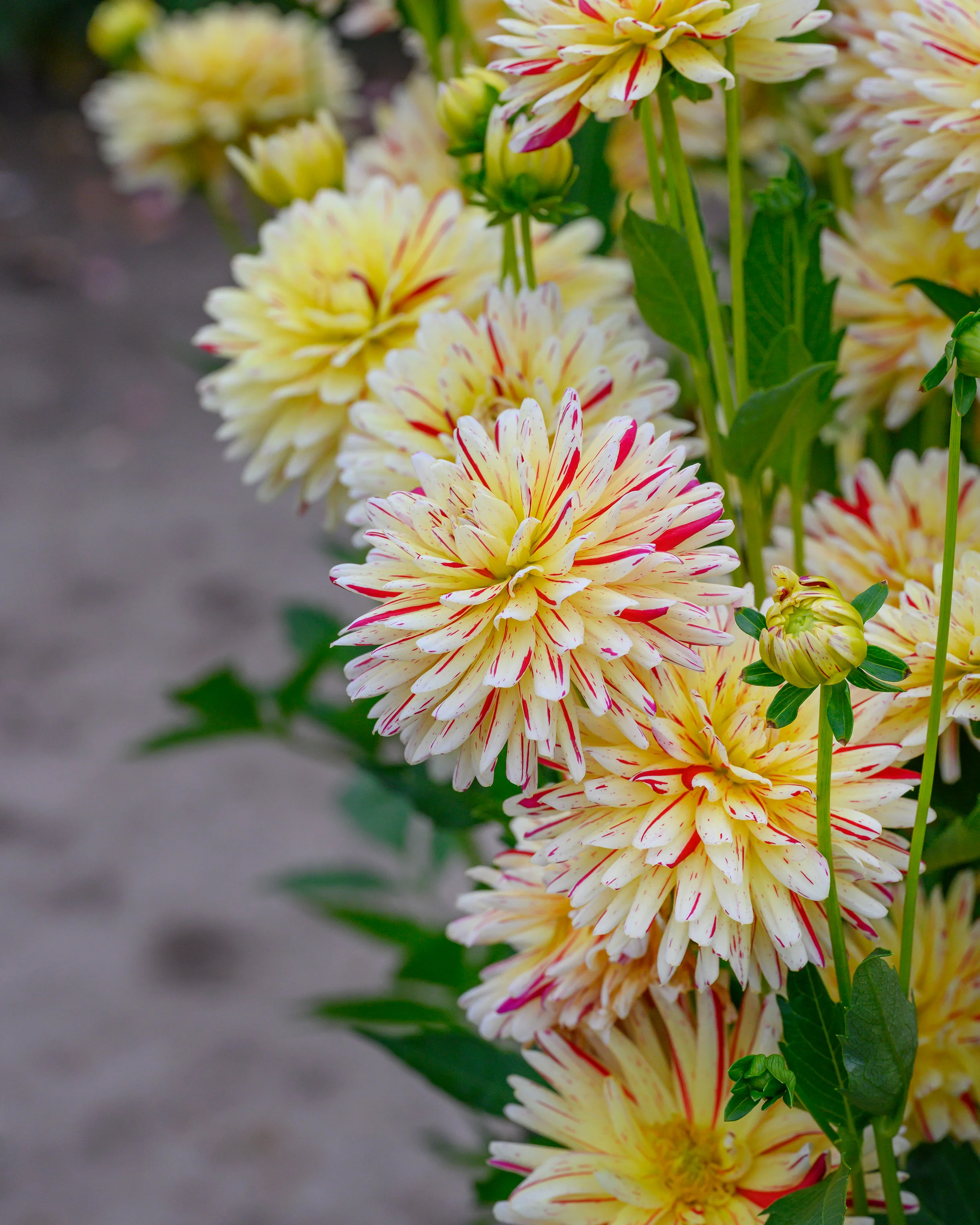 Dahlia 'Crème Silence' - Image 3