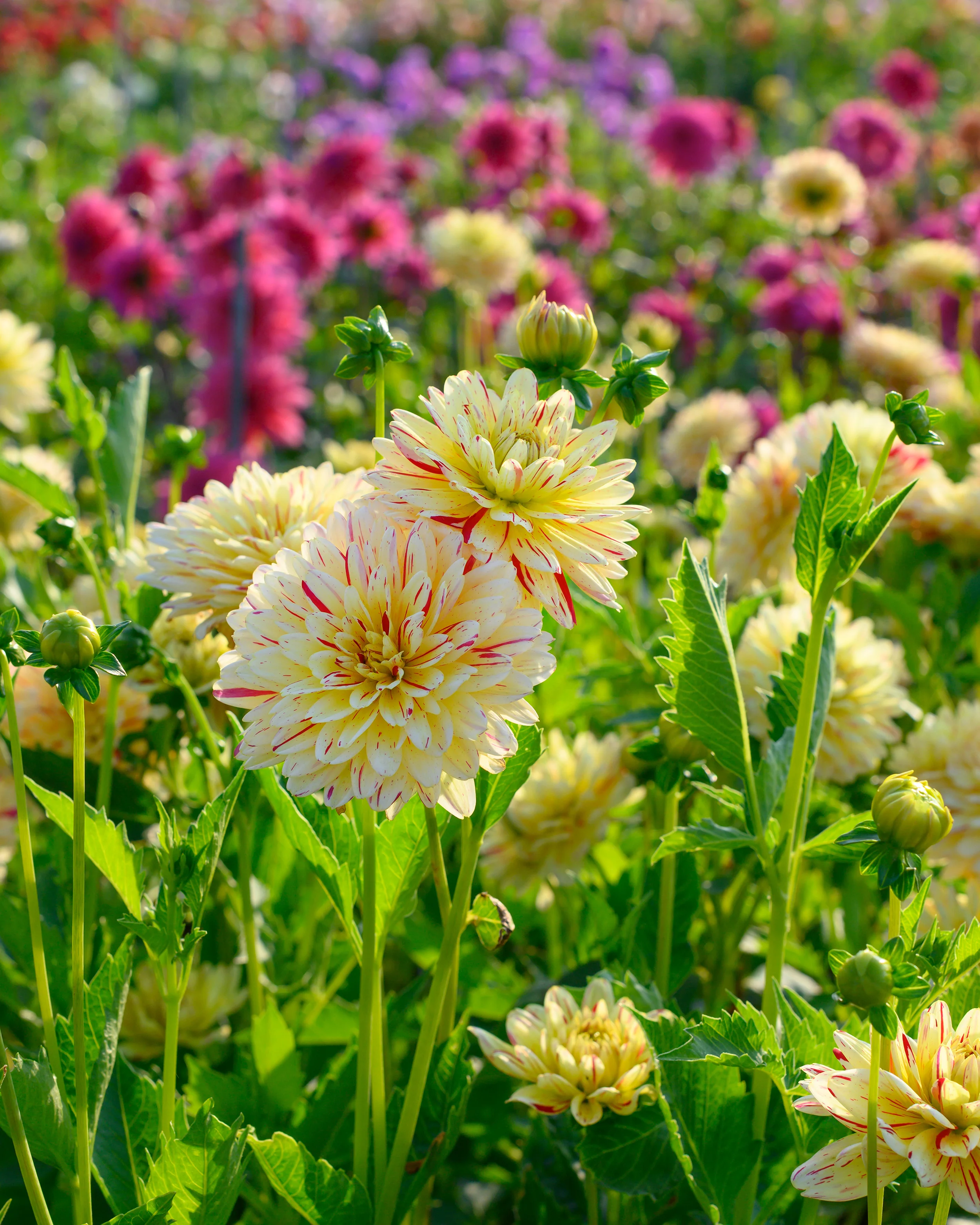 Dahlia 'Crème Silence' - Image 5