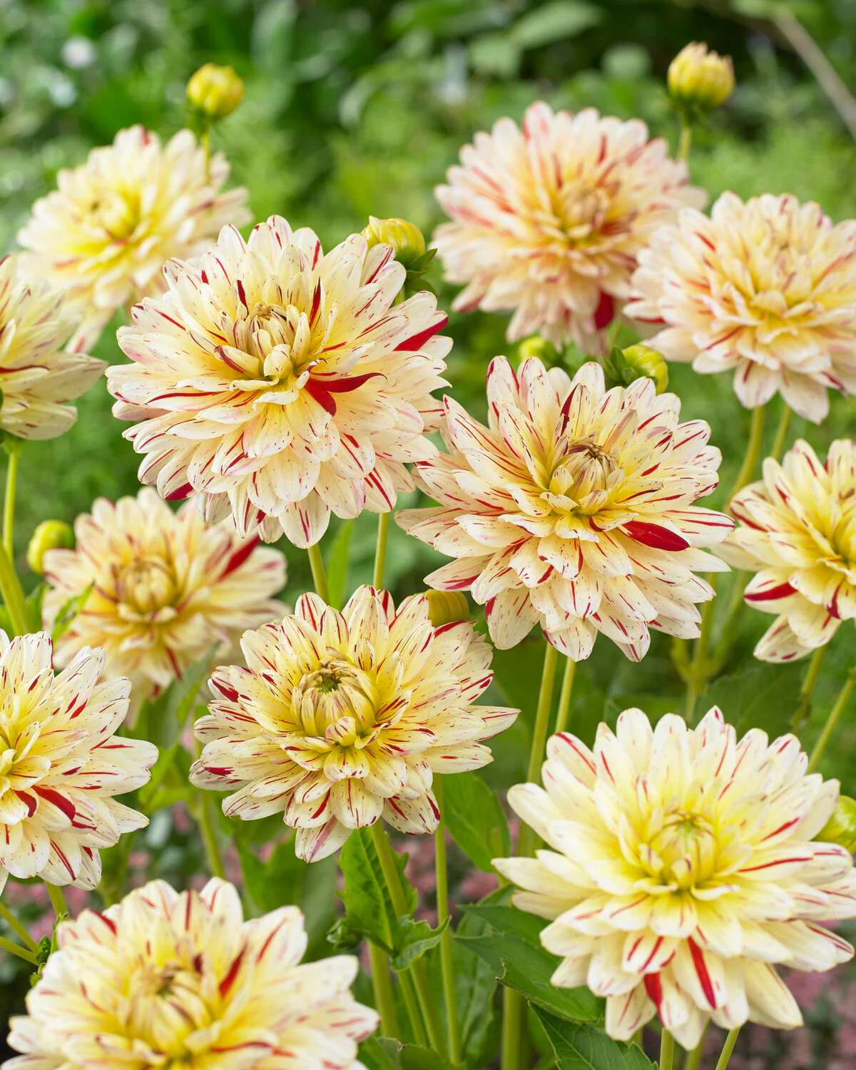 Dahlia 'Crème Silence' - Image 8