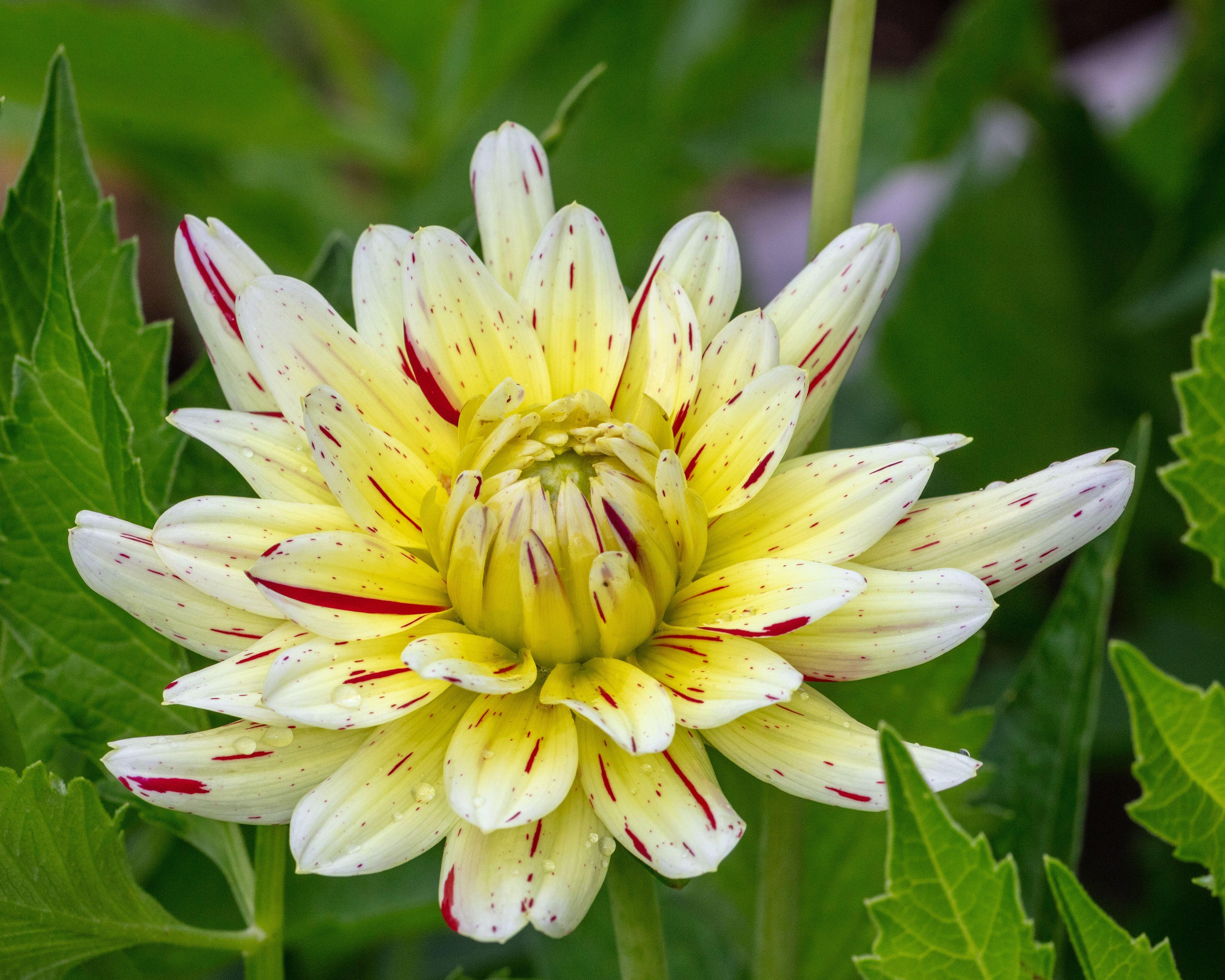 Dahlia 'Crème Silence' - Image 9