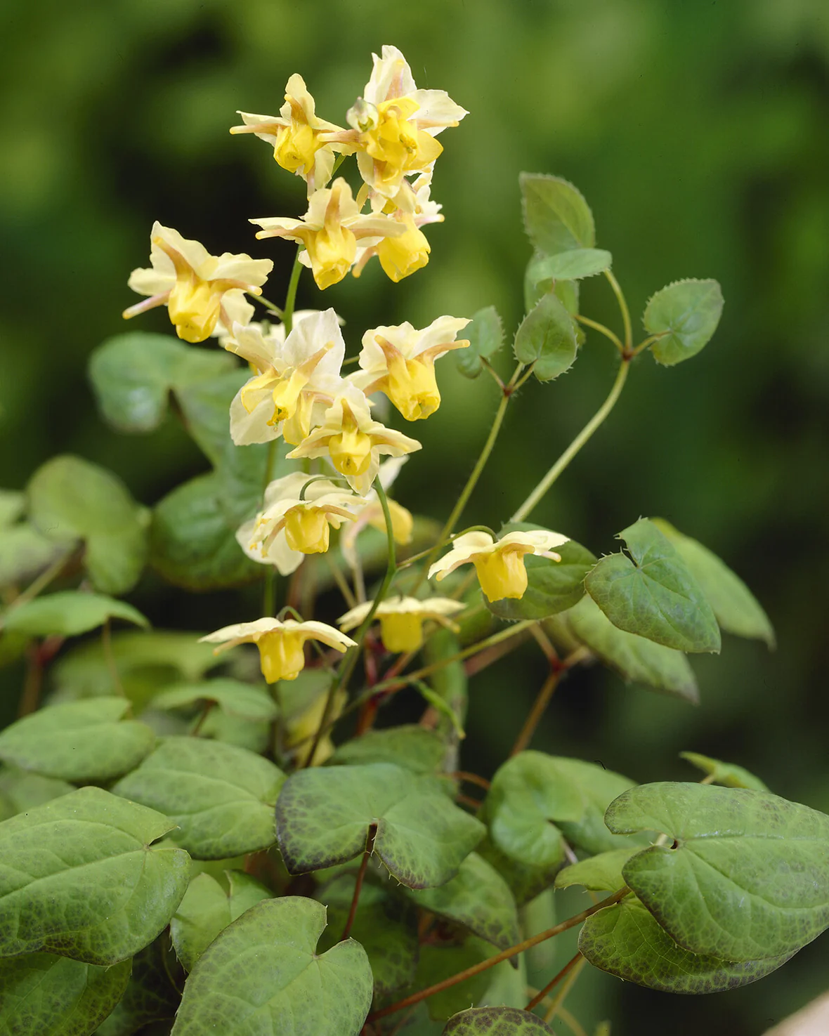 Epimedium 'Sulphureum' - Image 10