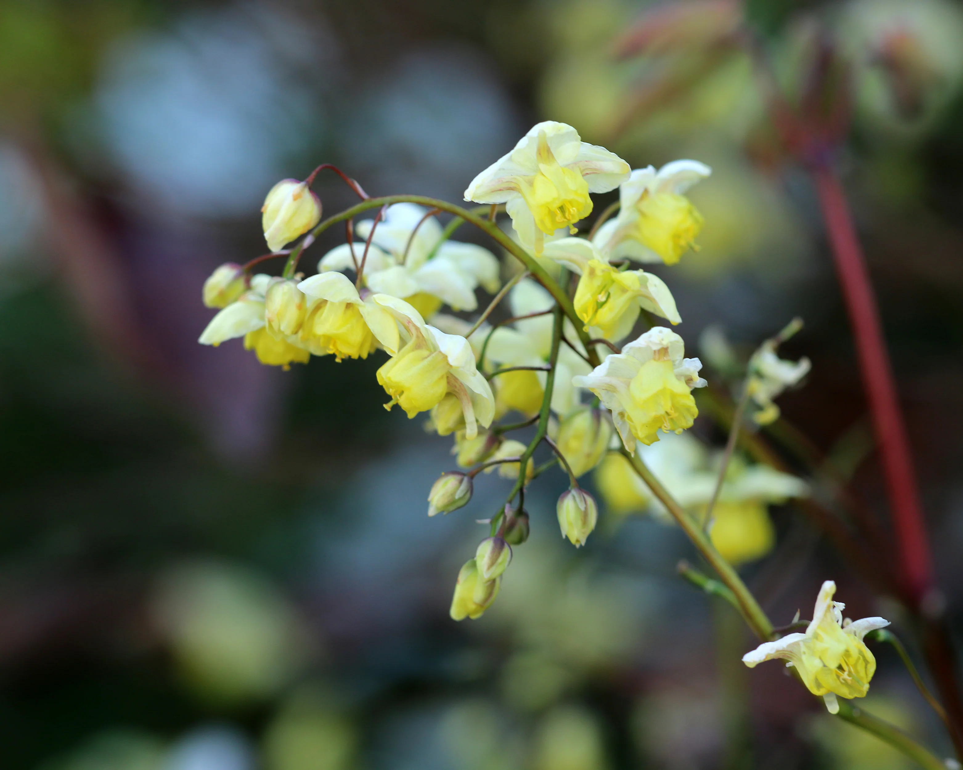 Epimedium 'Sulphureum' - Image 3