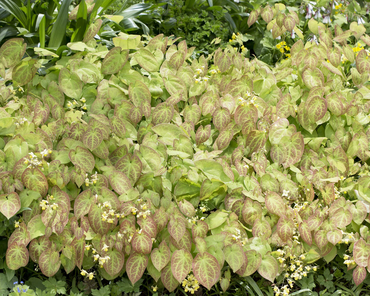 Epimedium 'Sulphureum' - Image 4