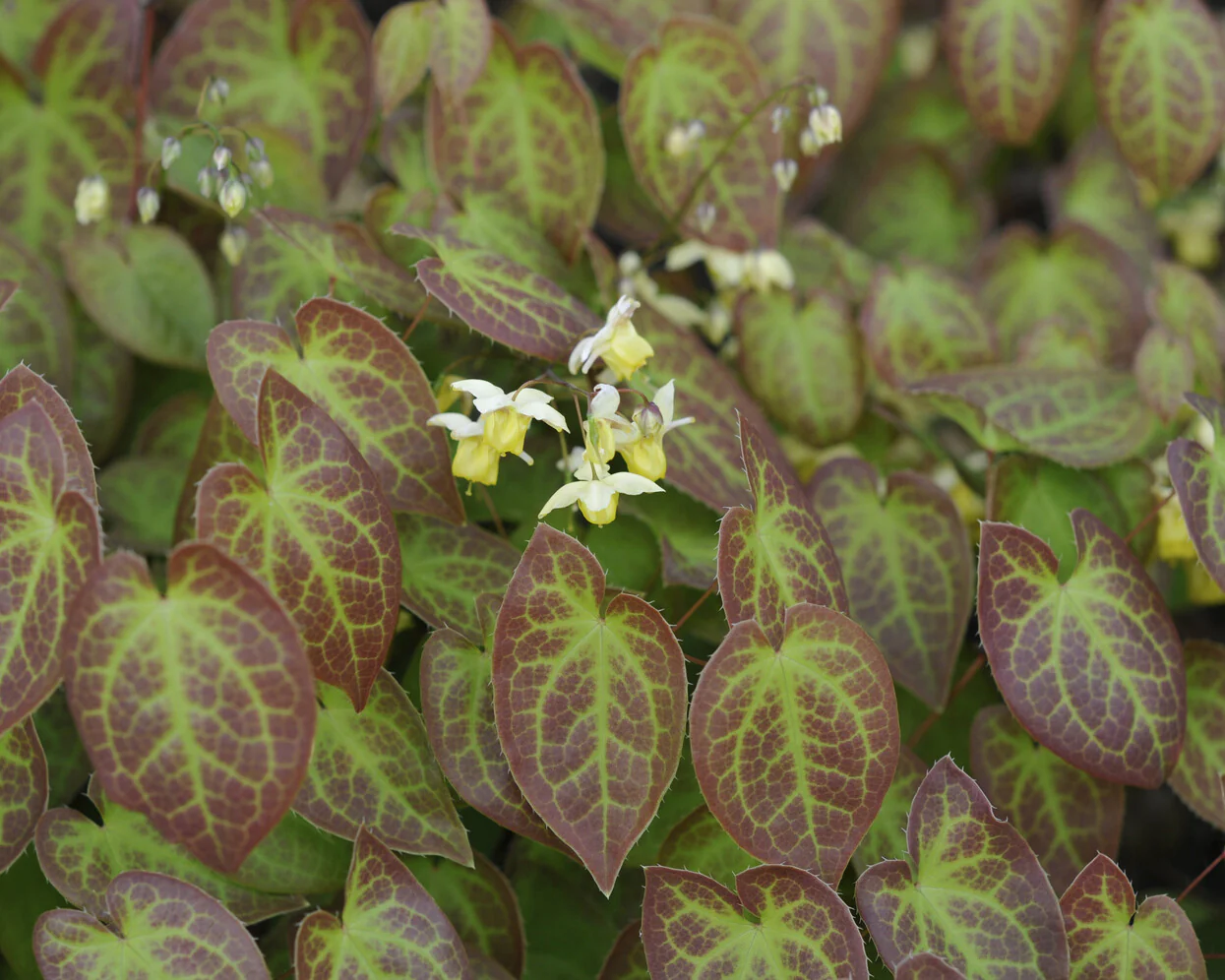 Epimedium 'Sulphureum' - Image 5