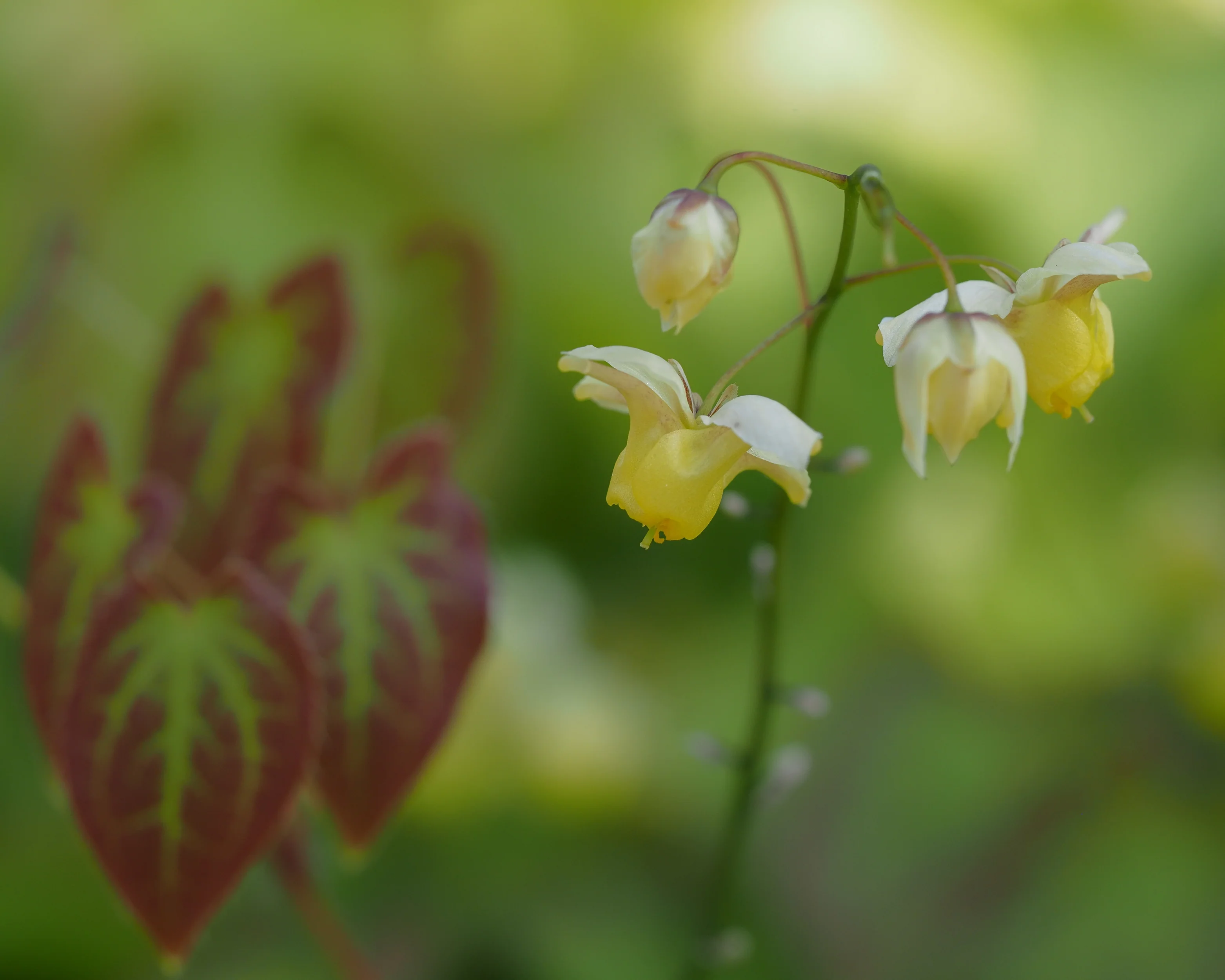 Epimedium 'Sulphureum' - Image 6